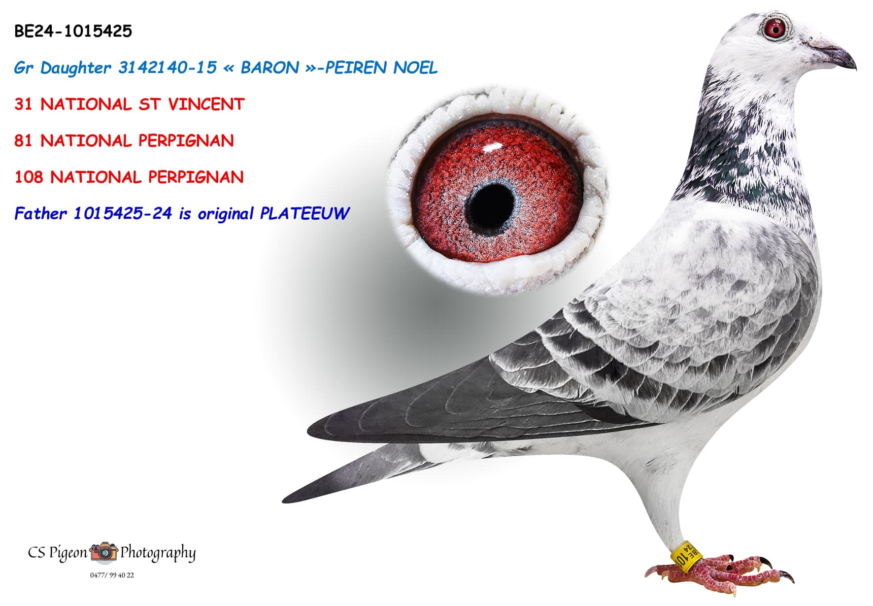 Gr Daughter 3142140-15 «BARON» - PEIREN NOEL