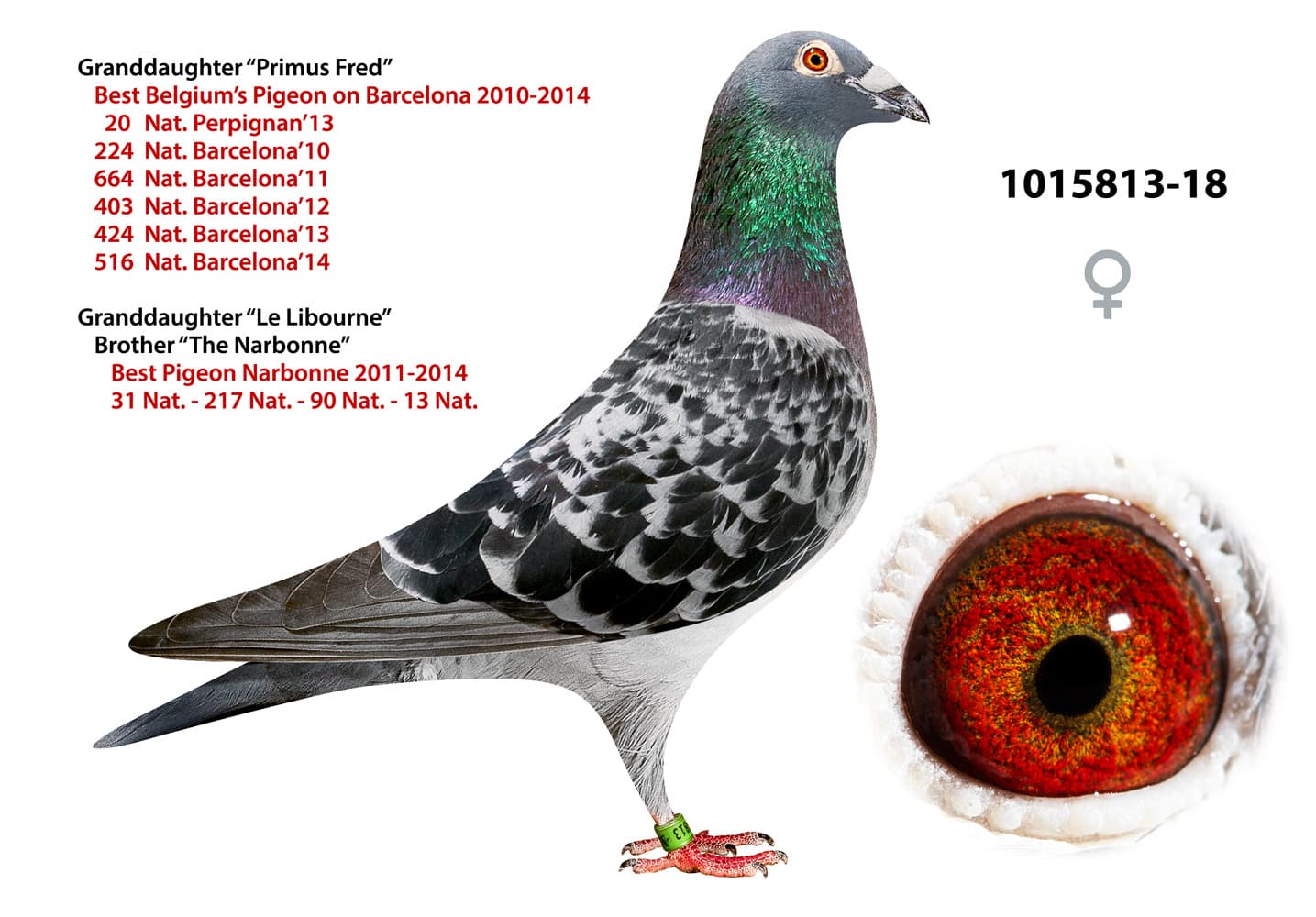 pigeon: undefined