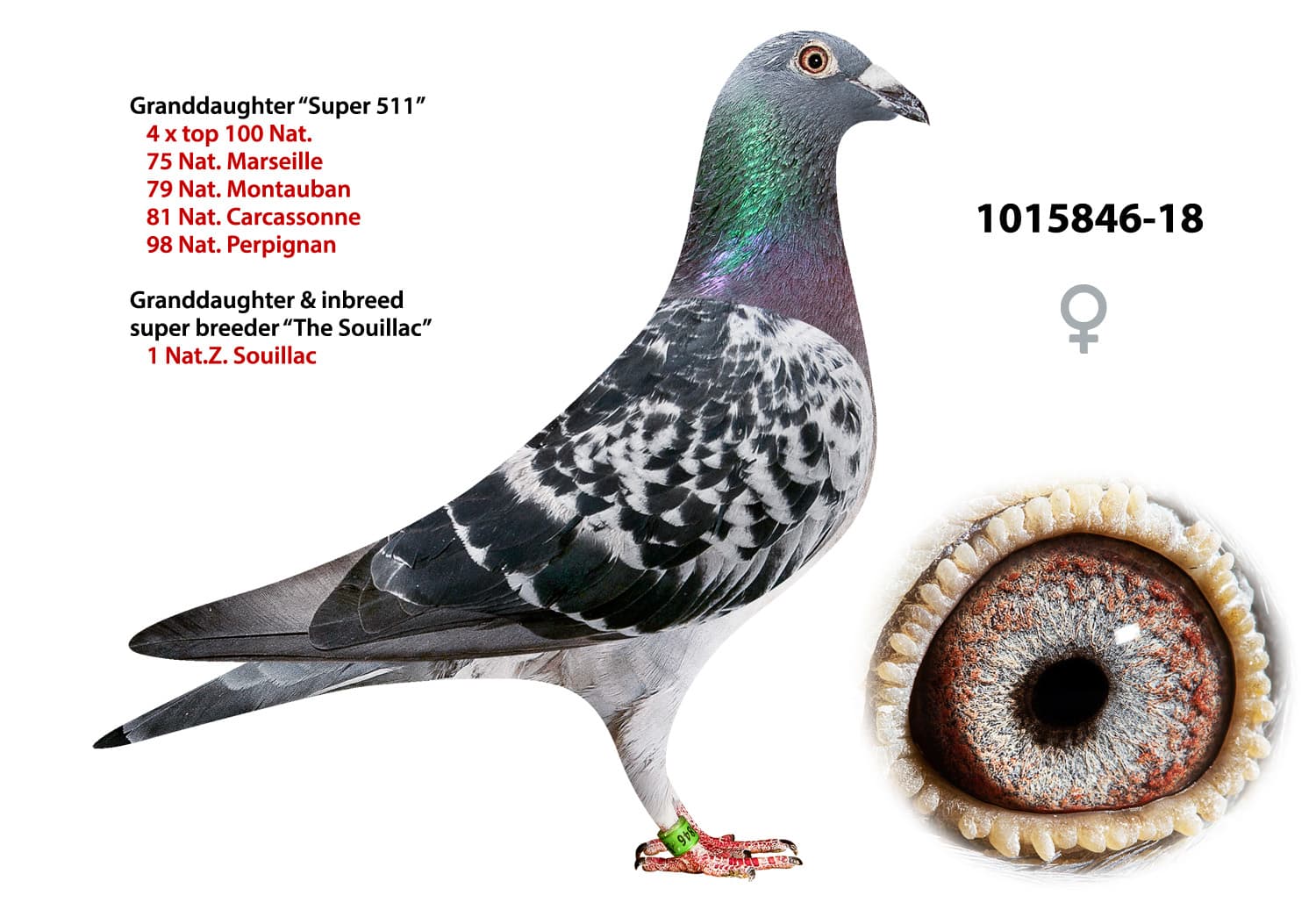 pigeon: undefined