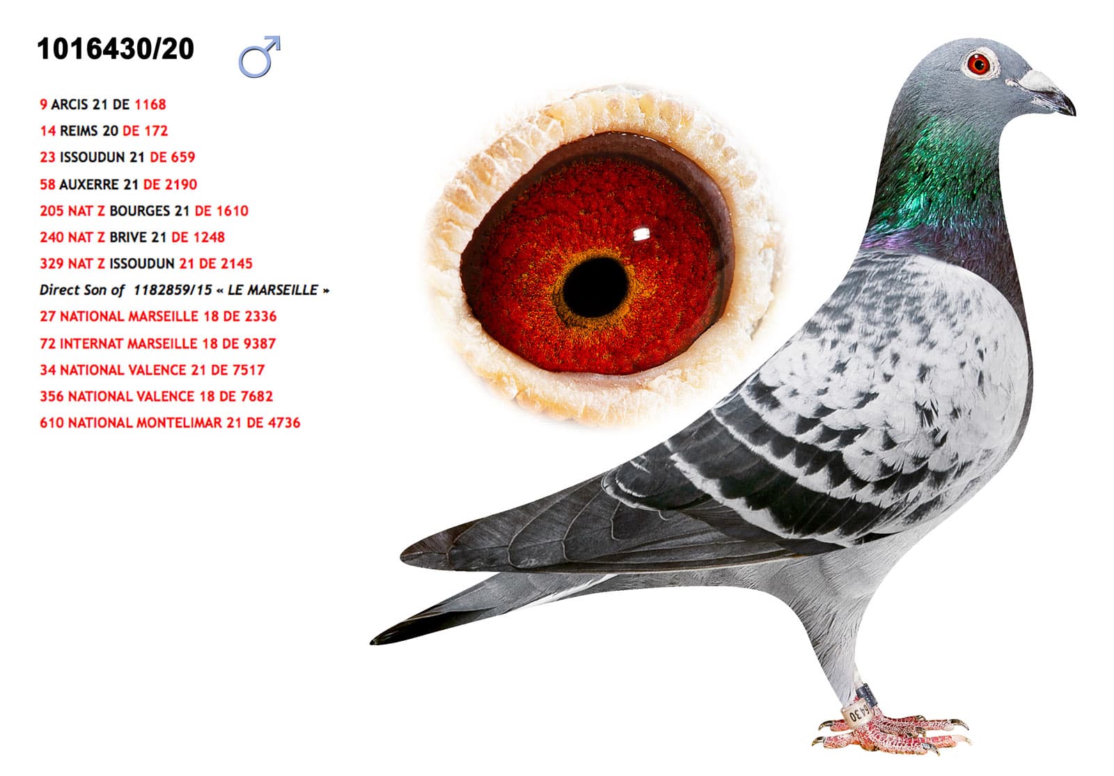 pigeon: undefined