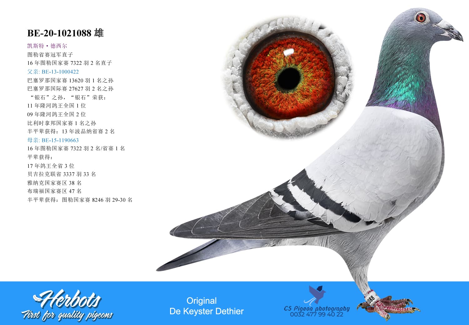 pigeon: undefined