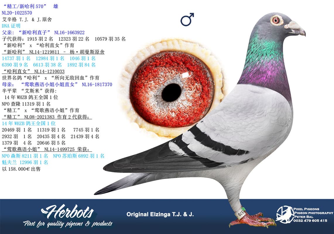 pigeon: undefined