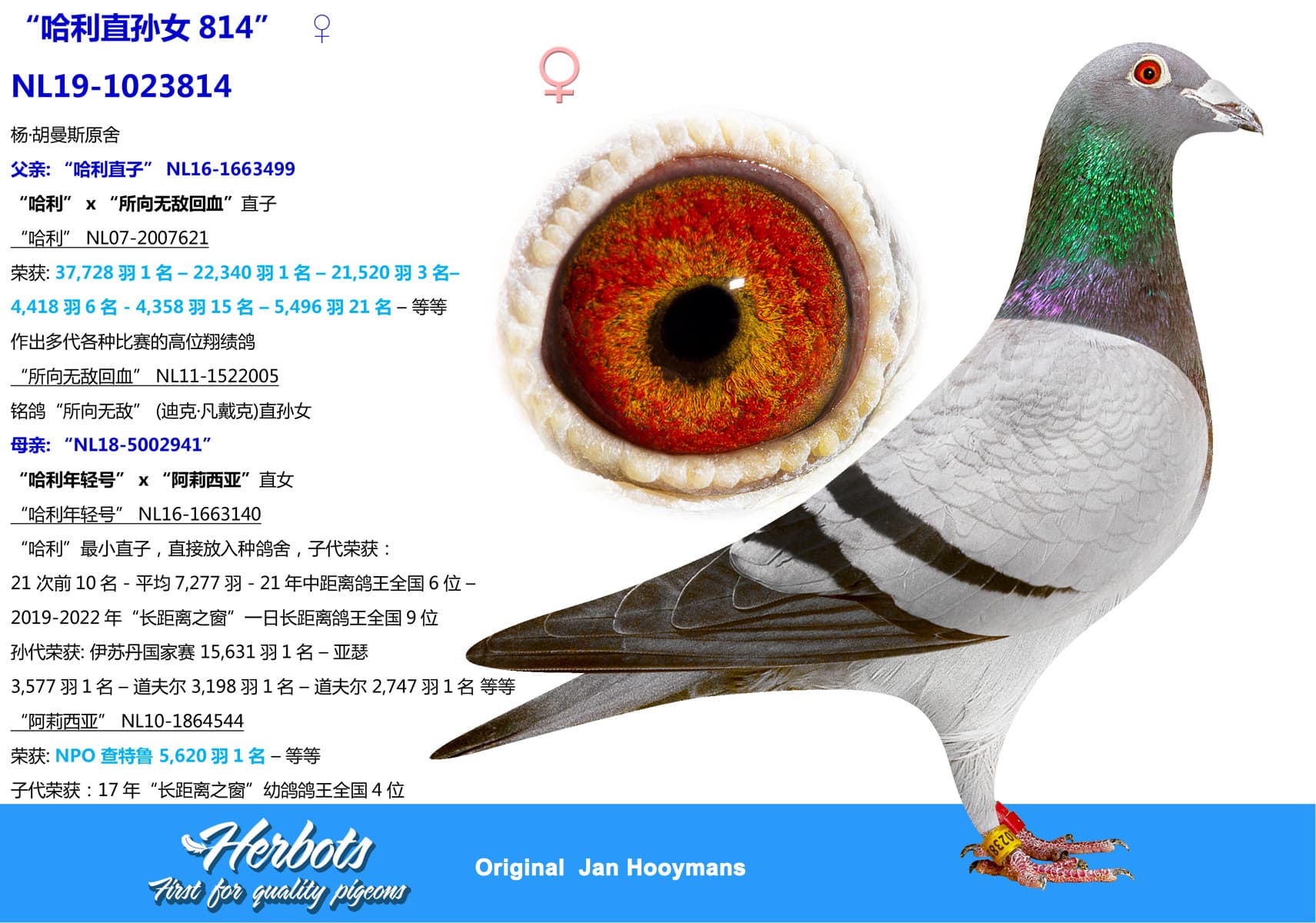 pigeon: undefined