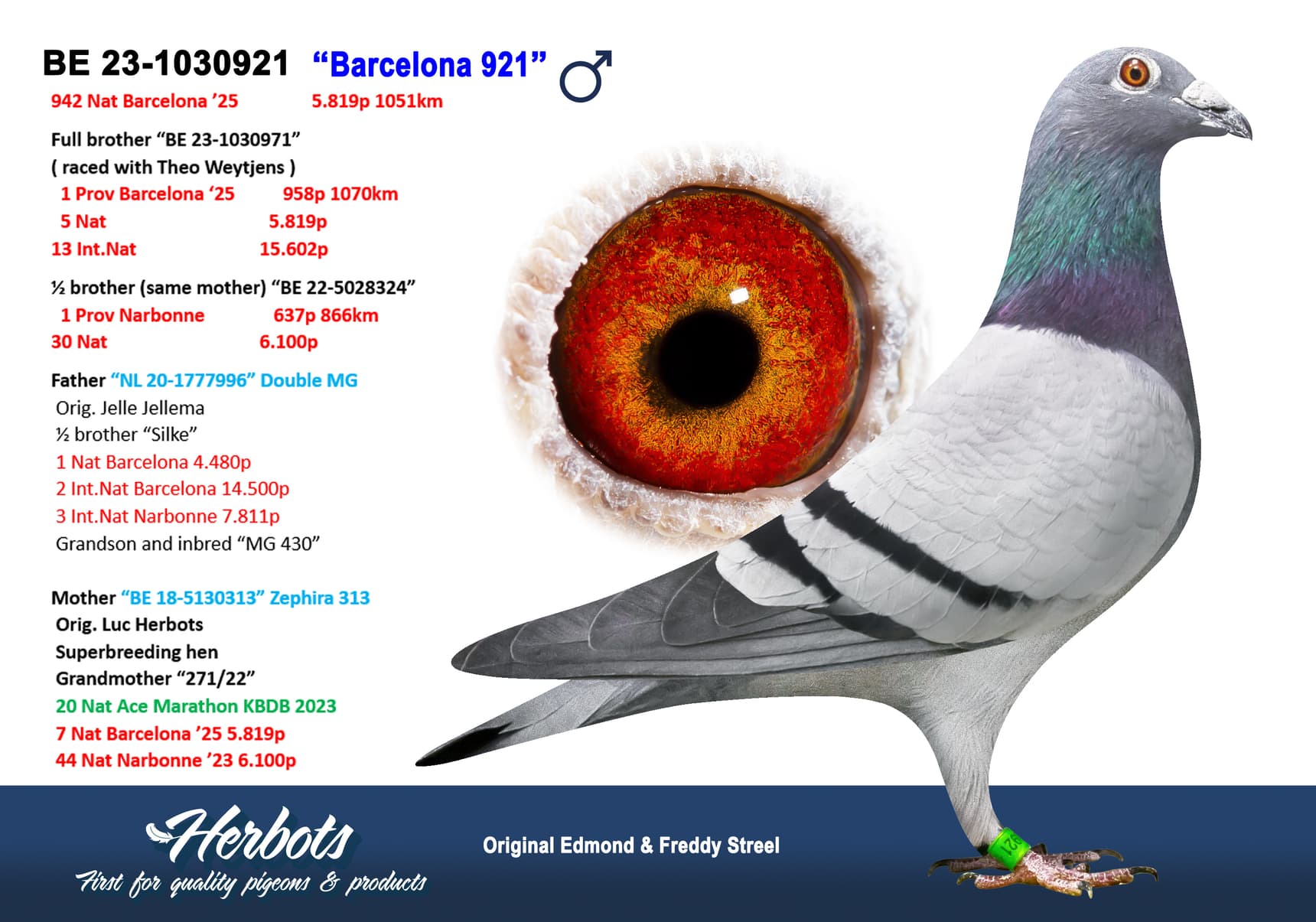 pigeon: undefined