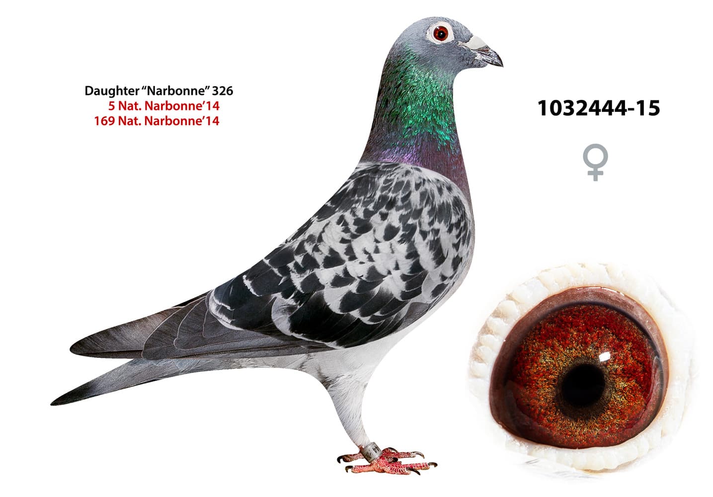 pigeon: undefined