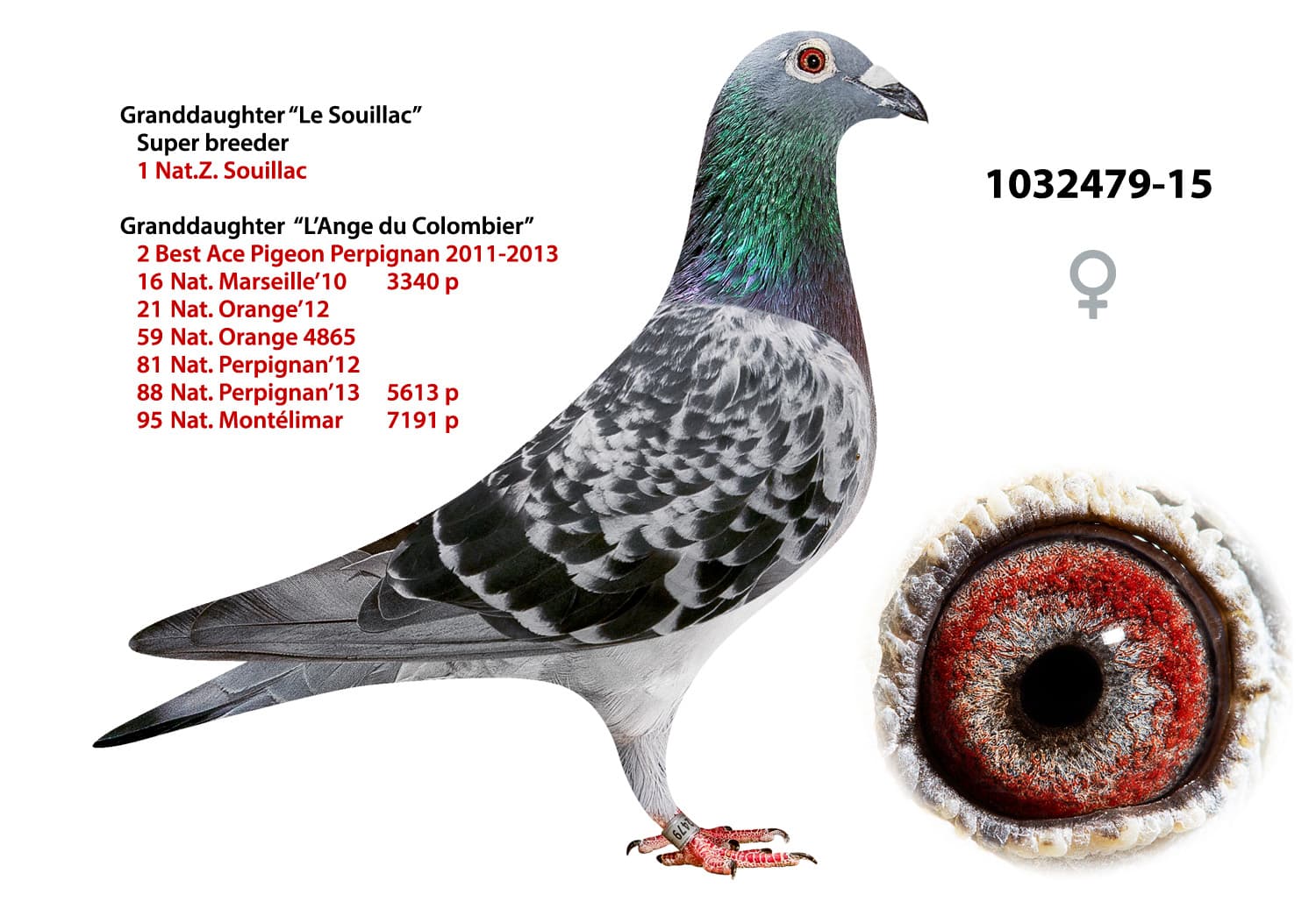 pigeon: undefined