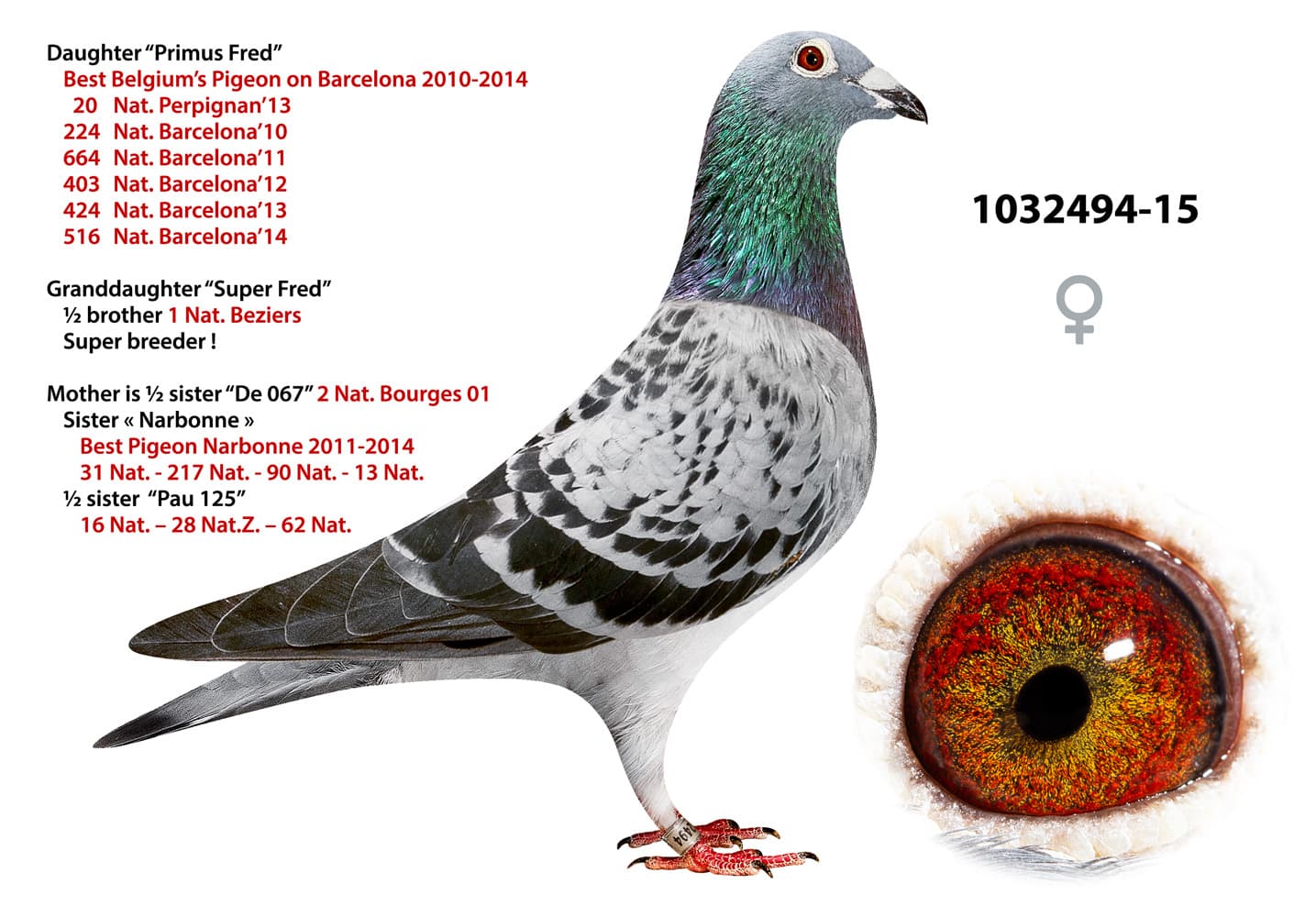 pigeon: undefined