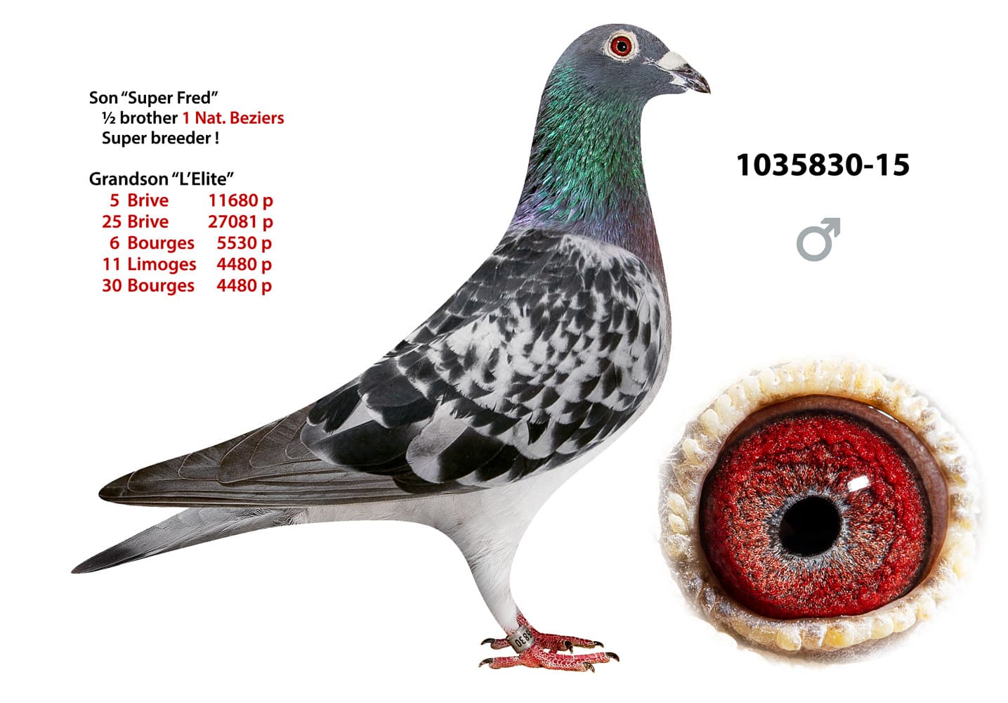 pigeon: undefined