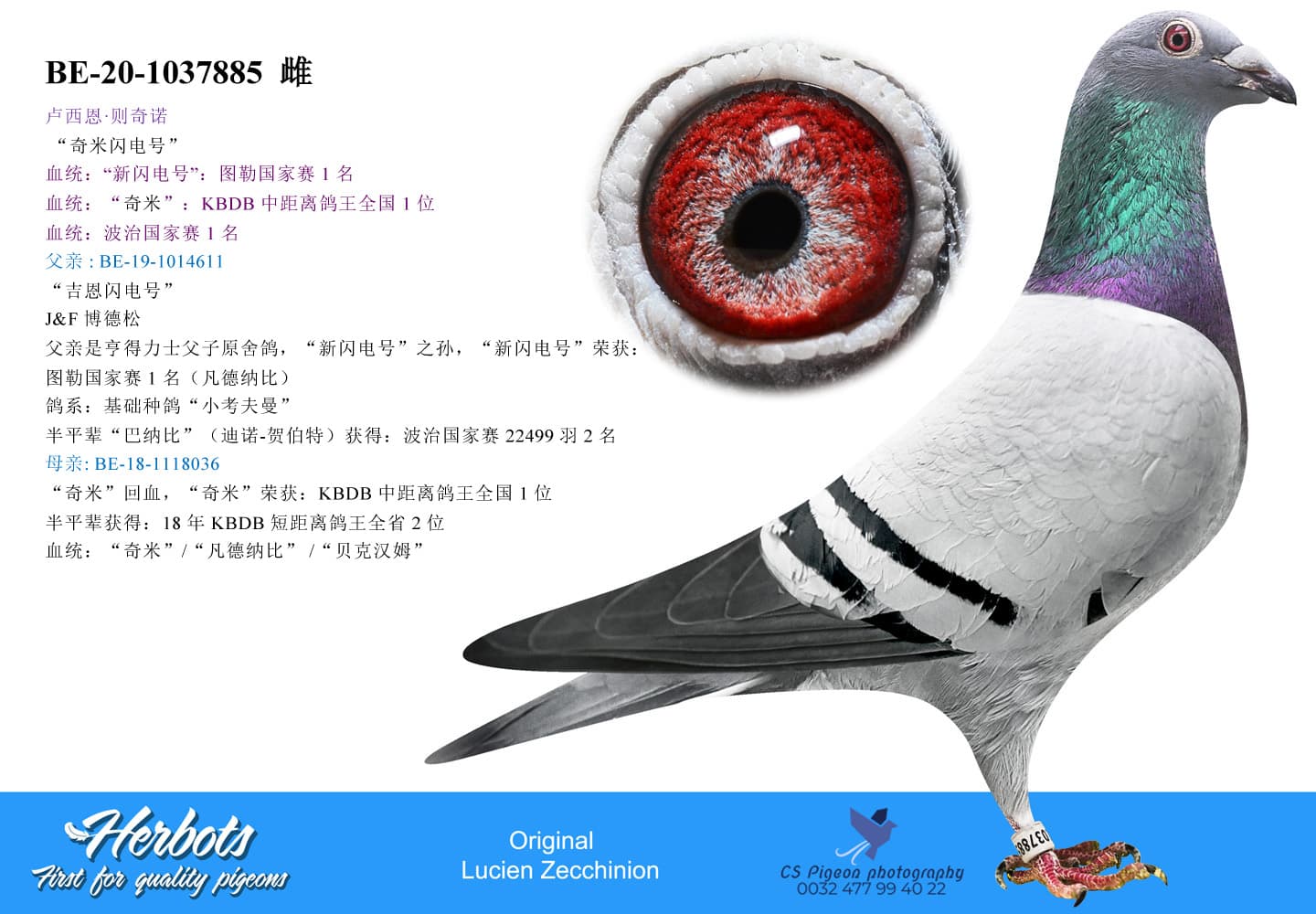 pigeon: undefined