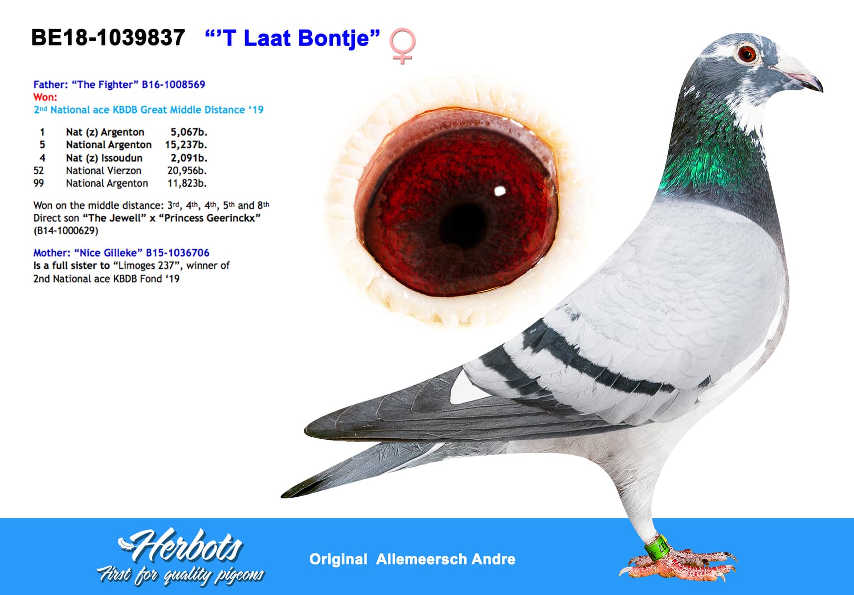 pigeon: undefined