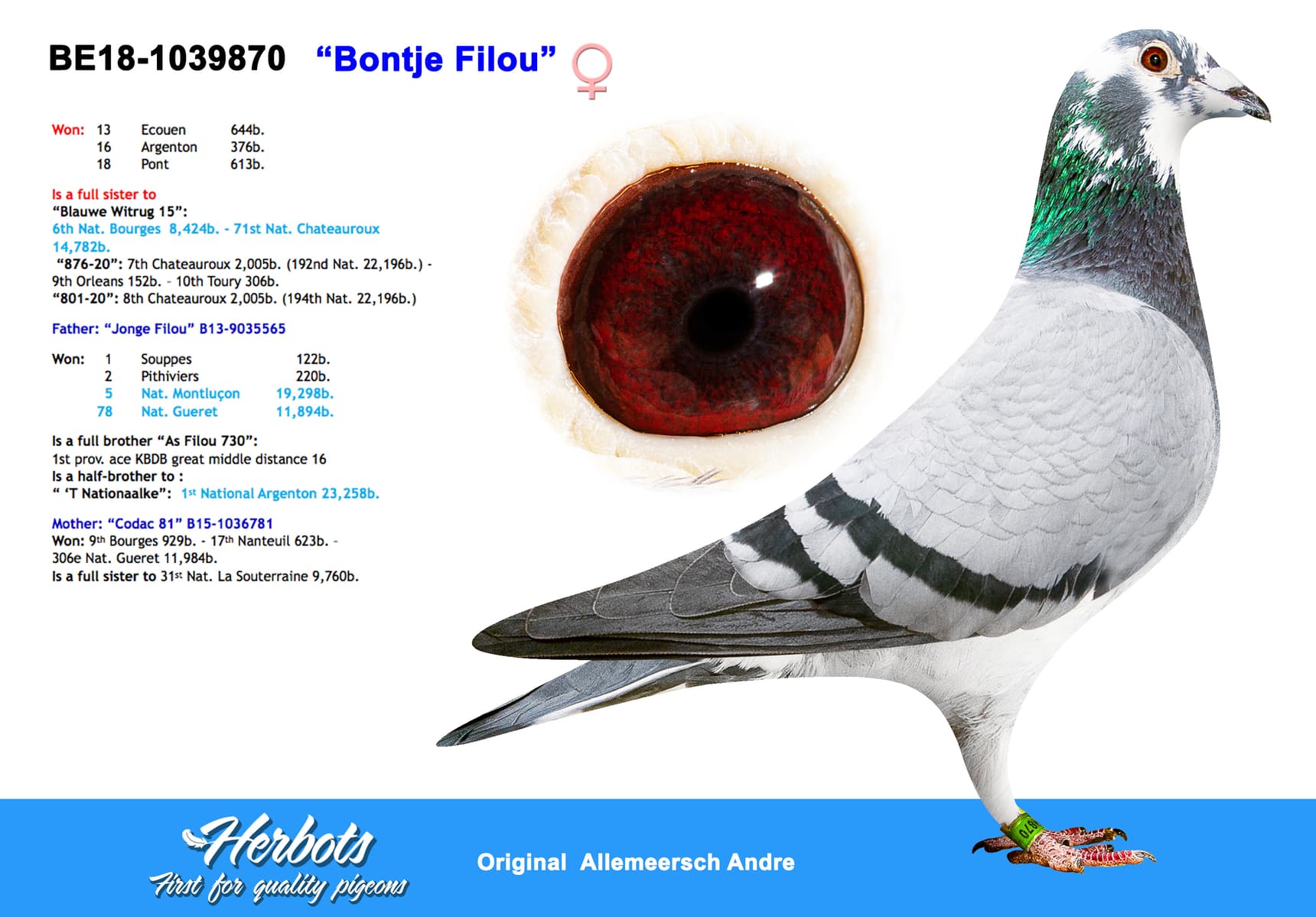 pigeon: undefined