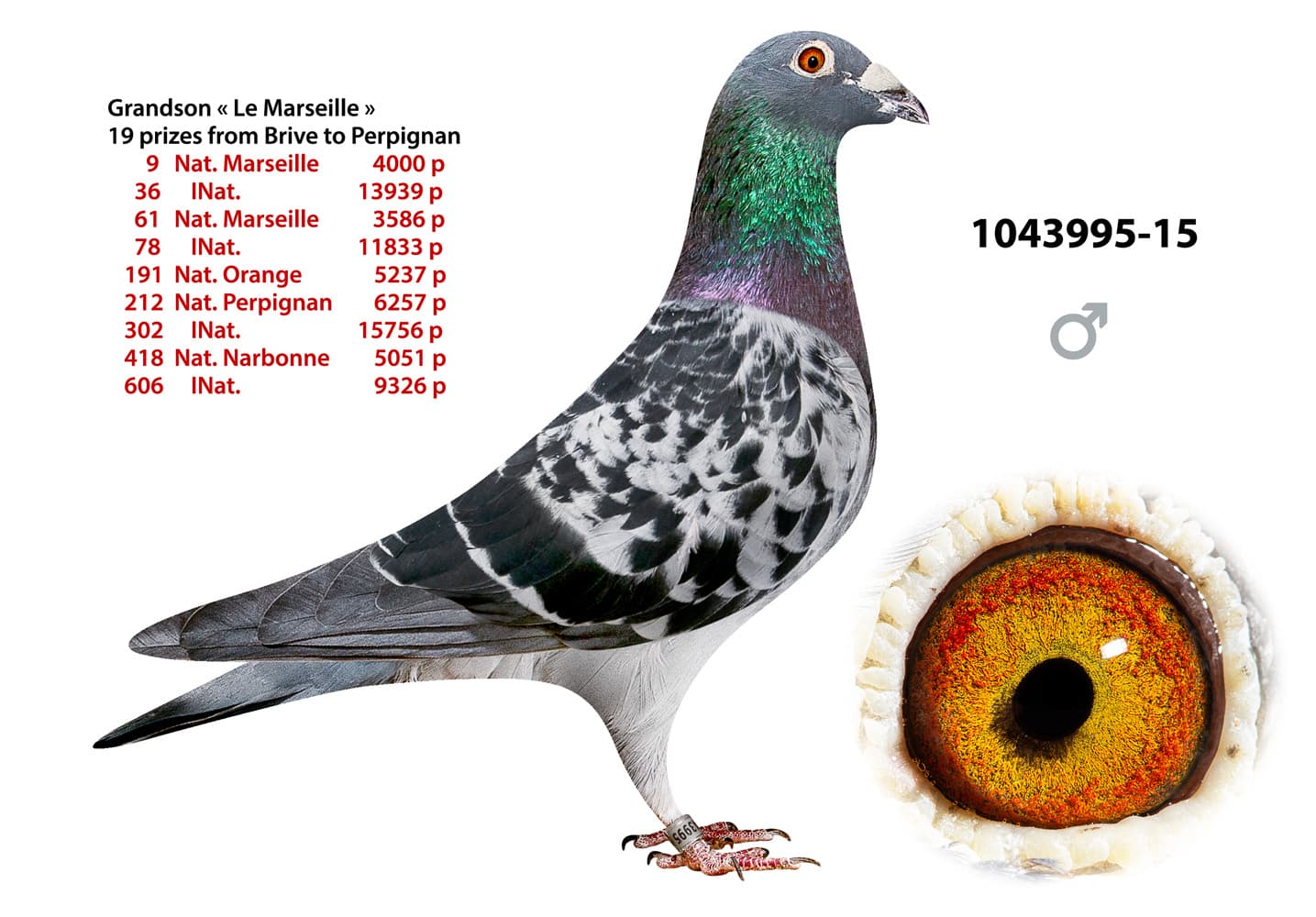 pigeon: undefined