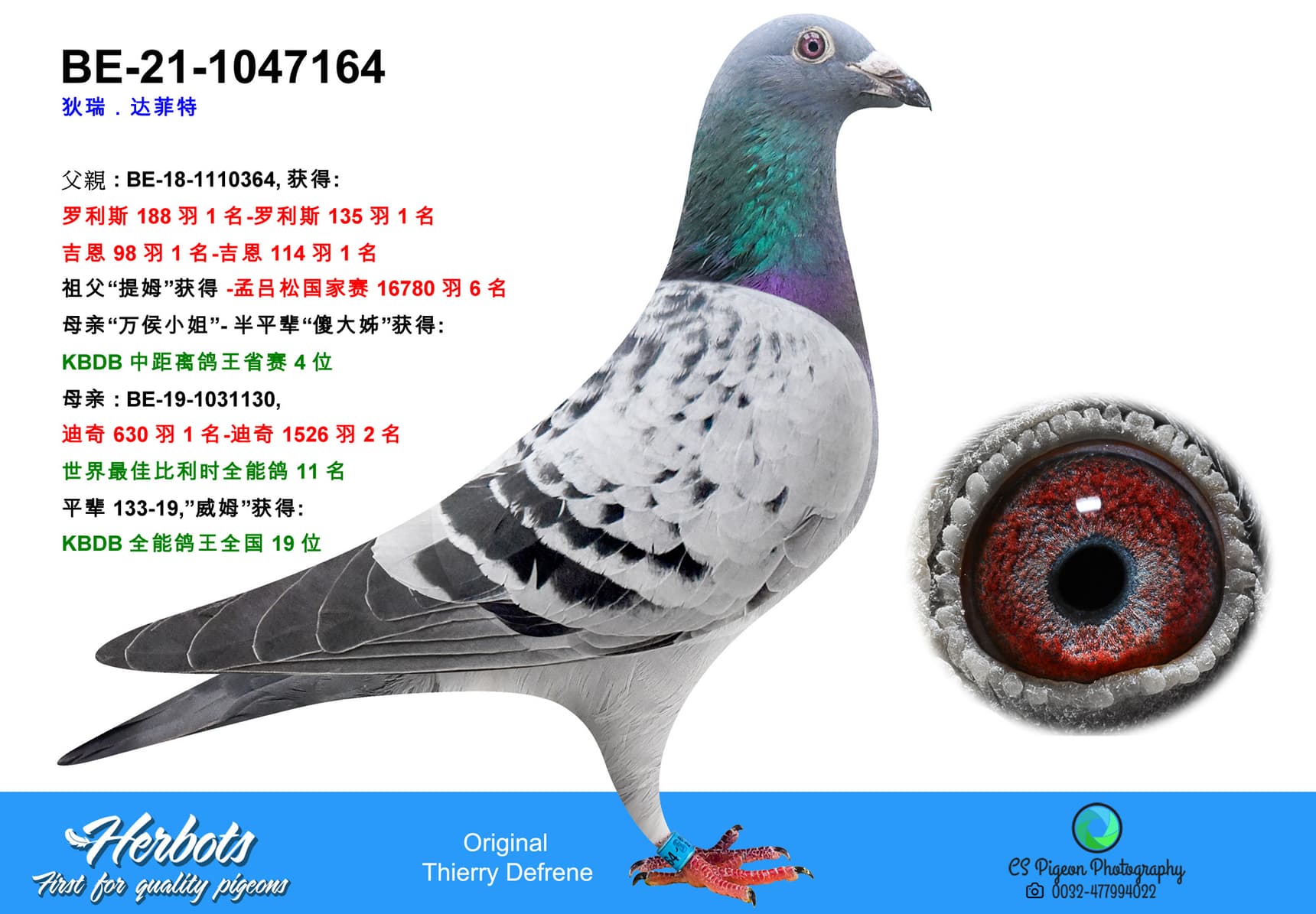 pigeon: undefined