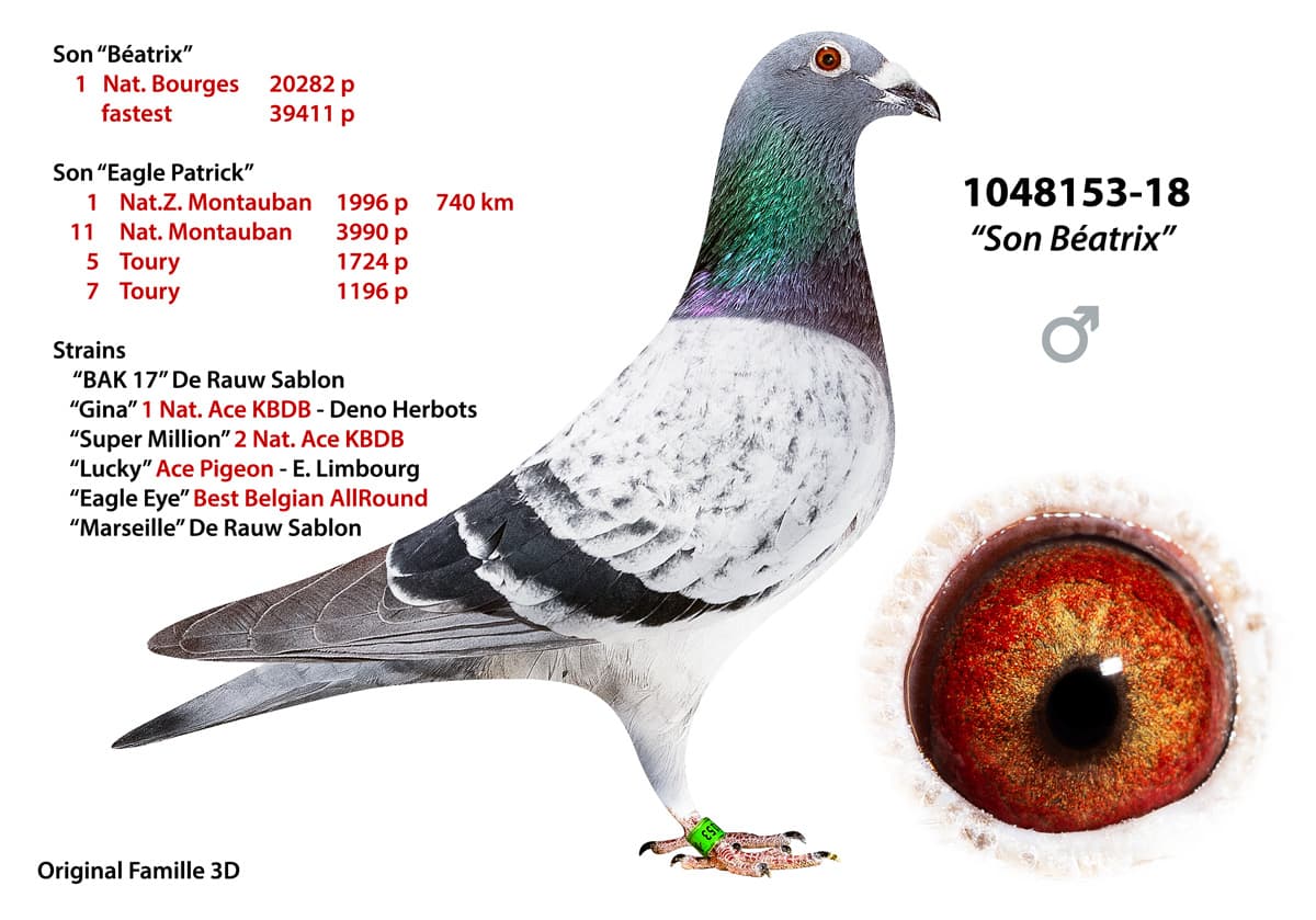 pigeon: undefined