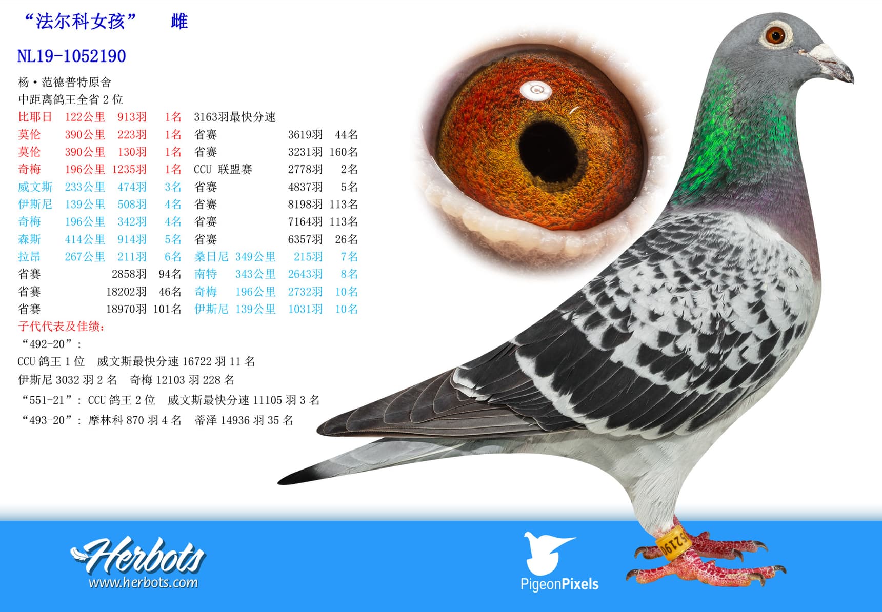 pigeon: undefined
