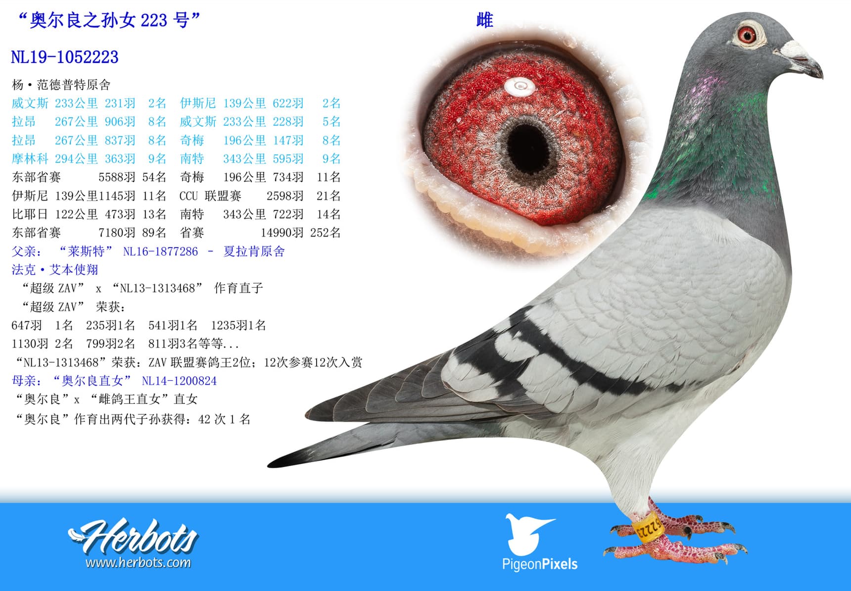 pigeon: undefined