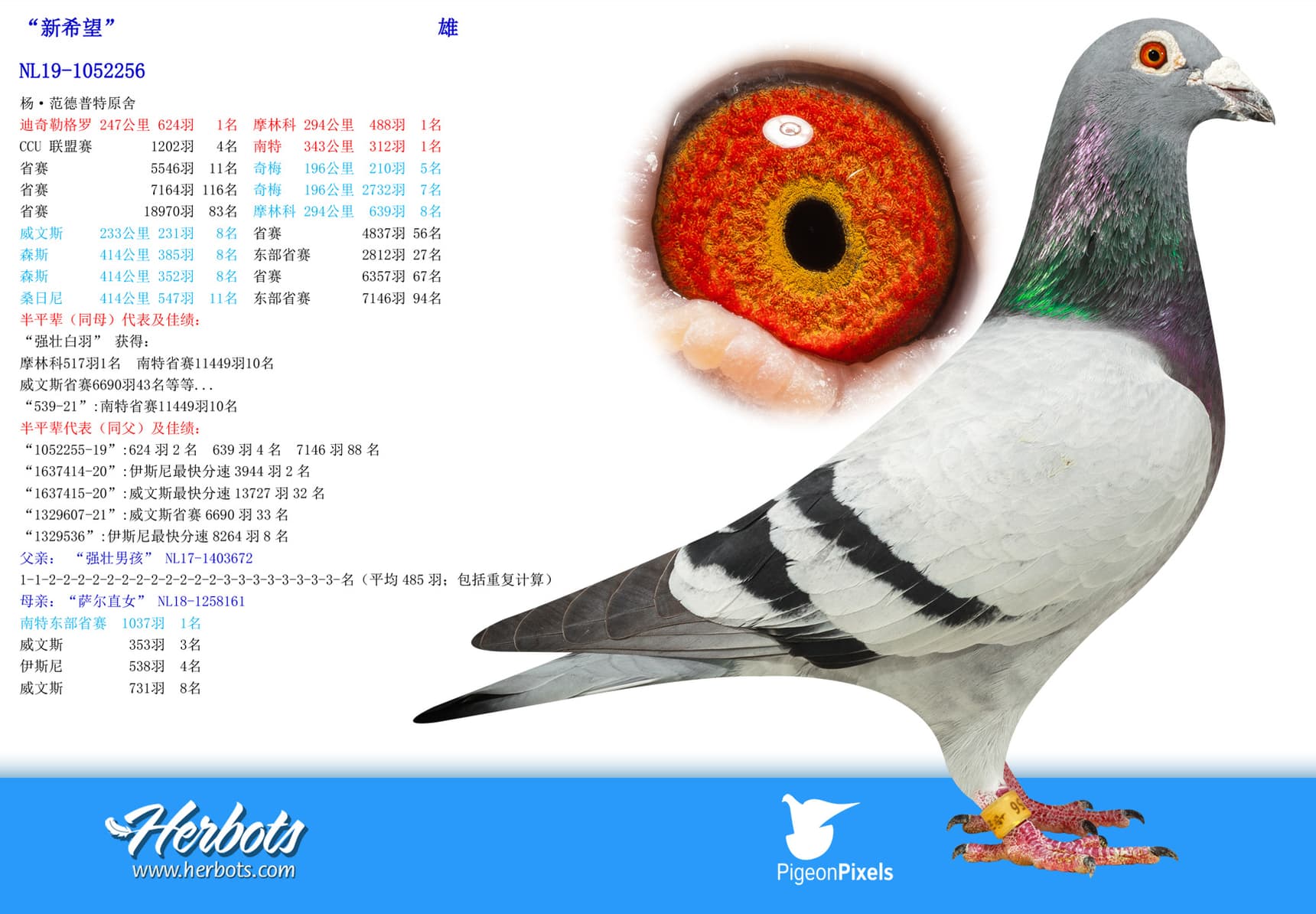 pigeon: undefined