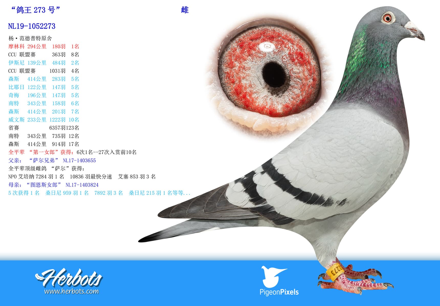pigeon: undefined