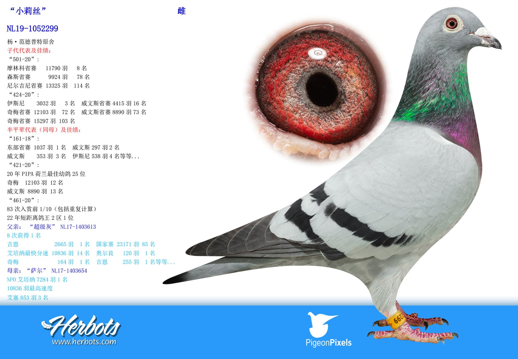 pigeon: undefined