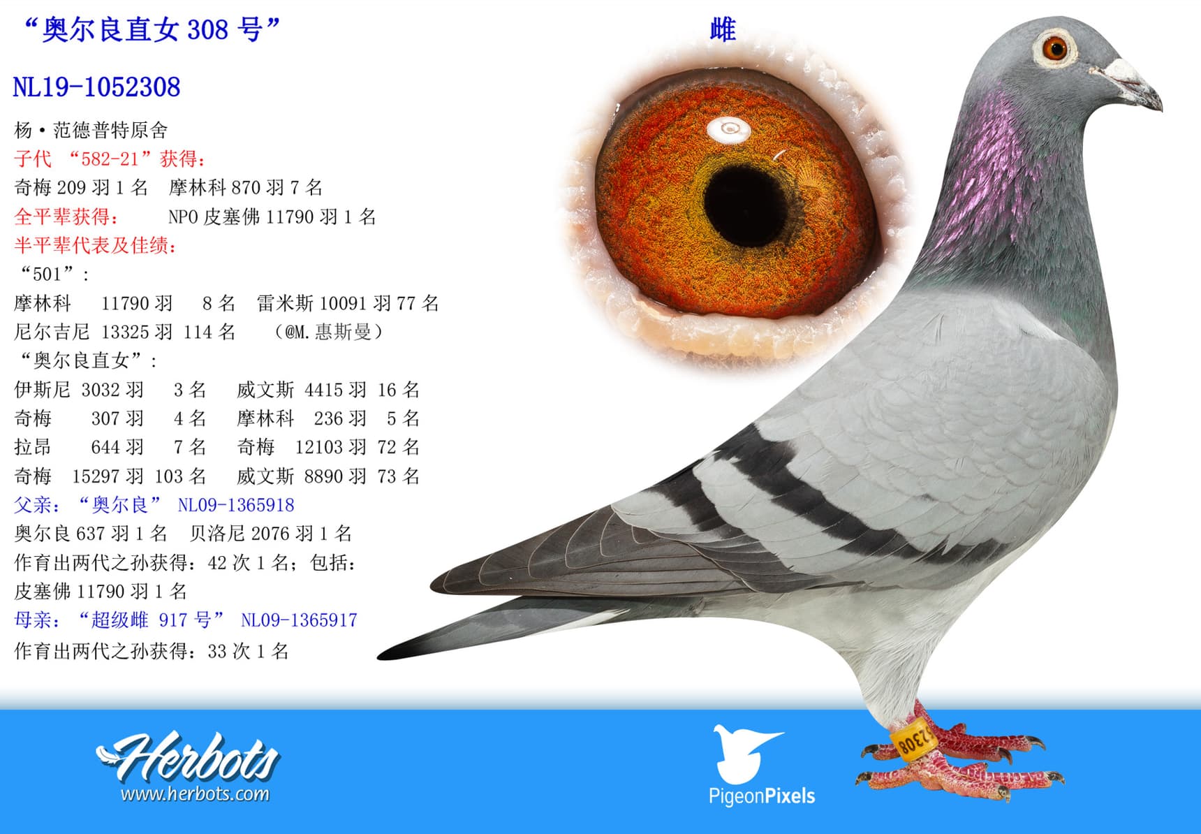 pigeon: “奥尔良直女308号”