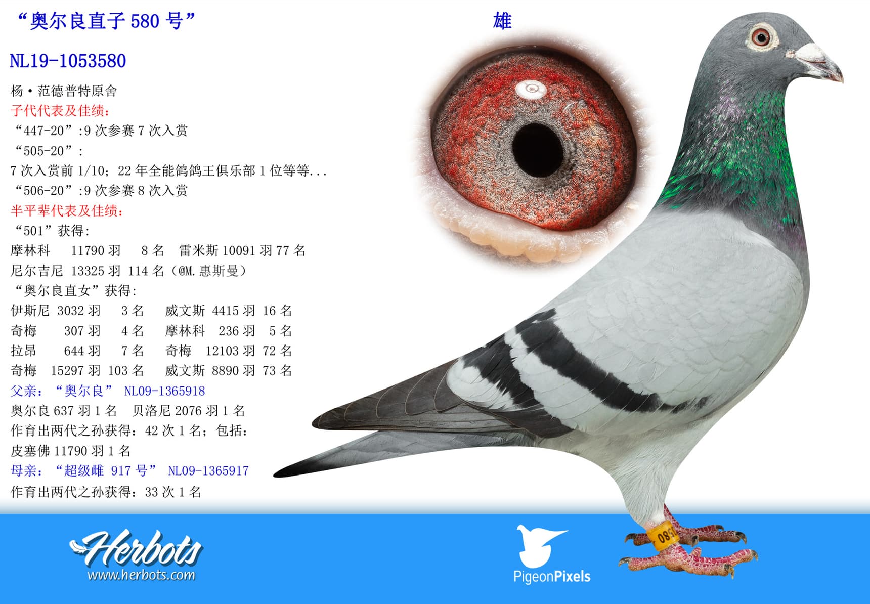 pigeon: “奥尔良直子580号”