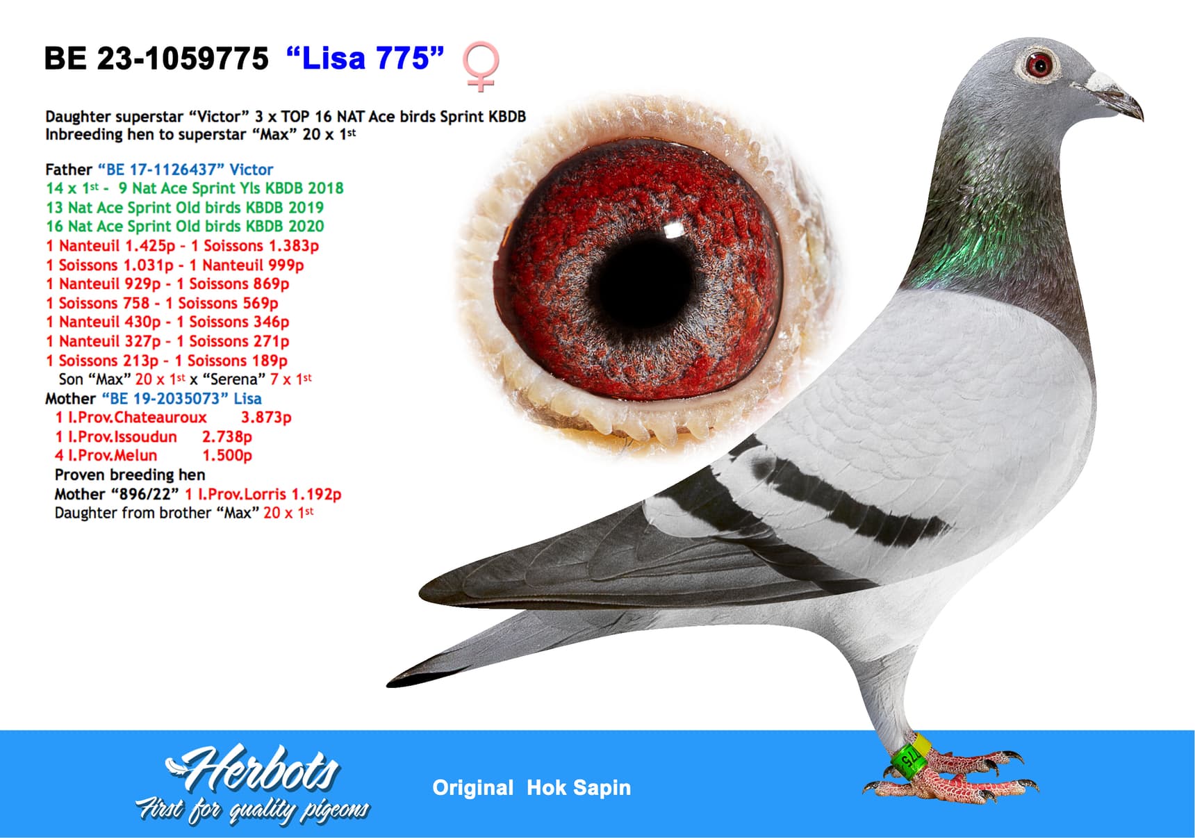 pigeon: undefined