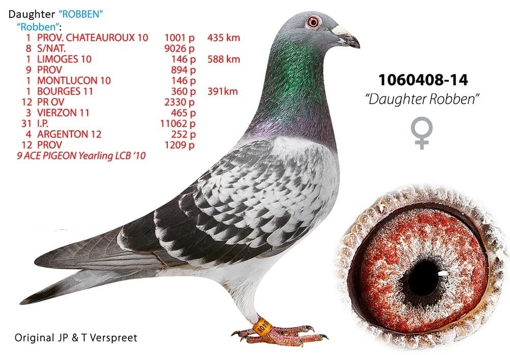 pigeon: undefined