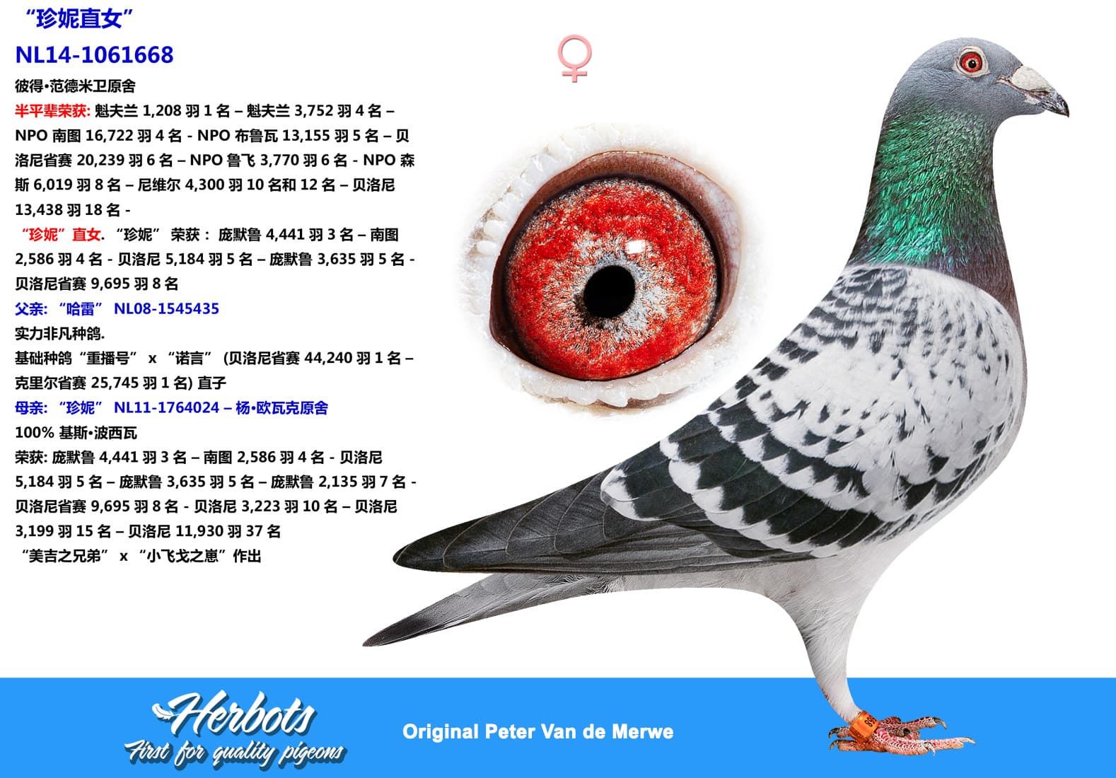 pigeon: “珍妮直女”