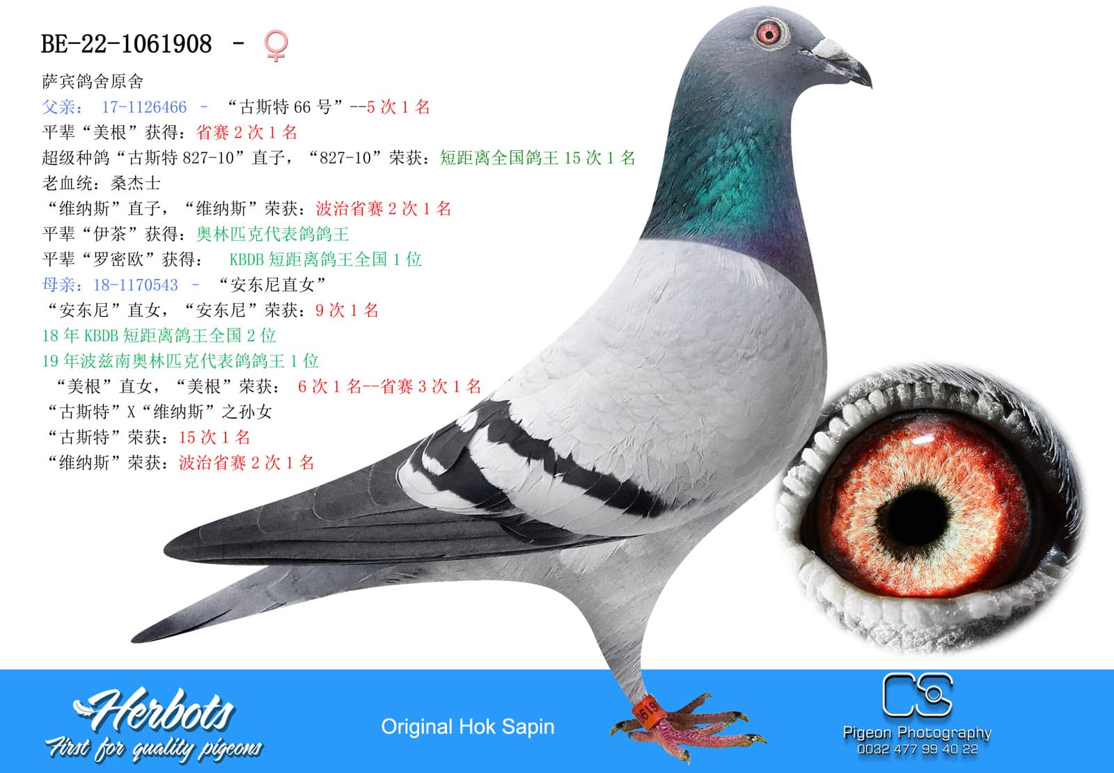 pigeon: undefined
