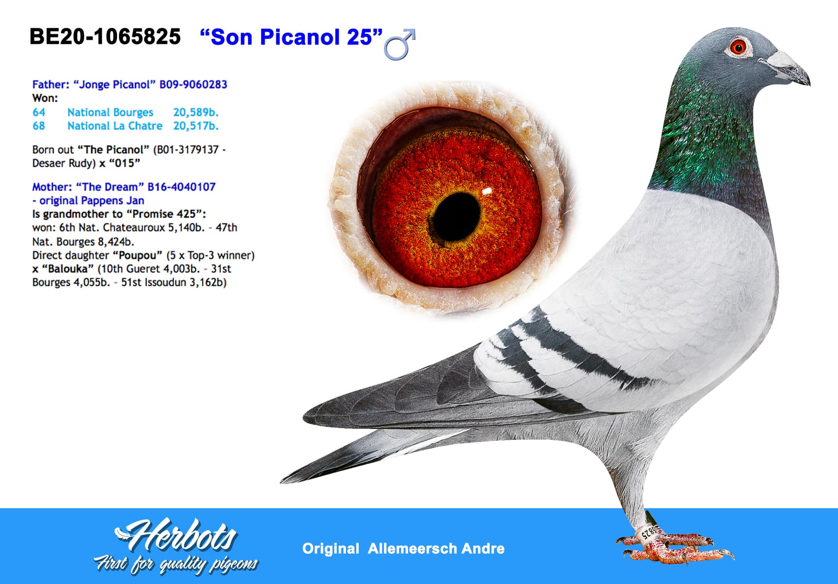 pigeon: undefined