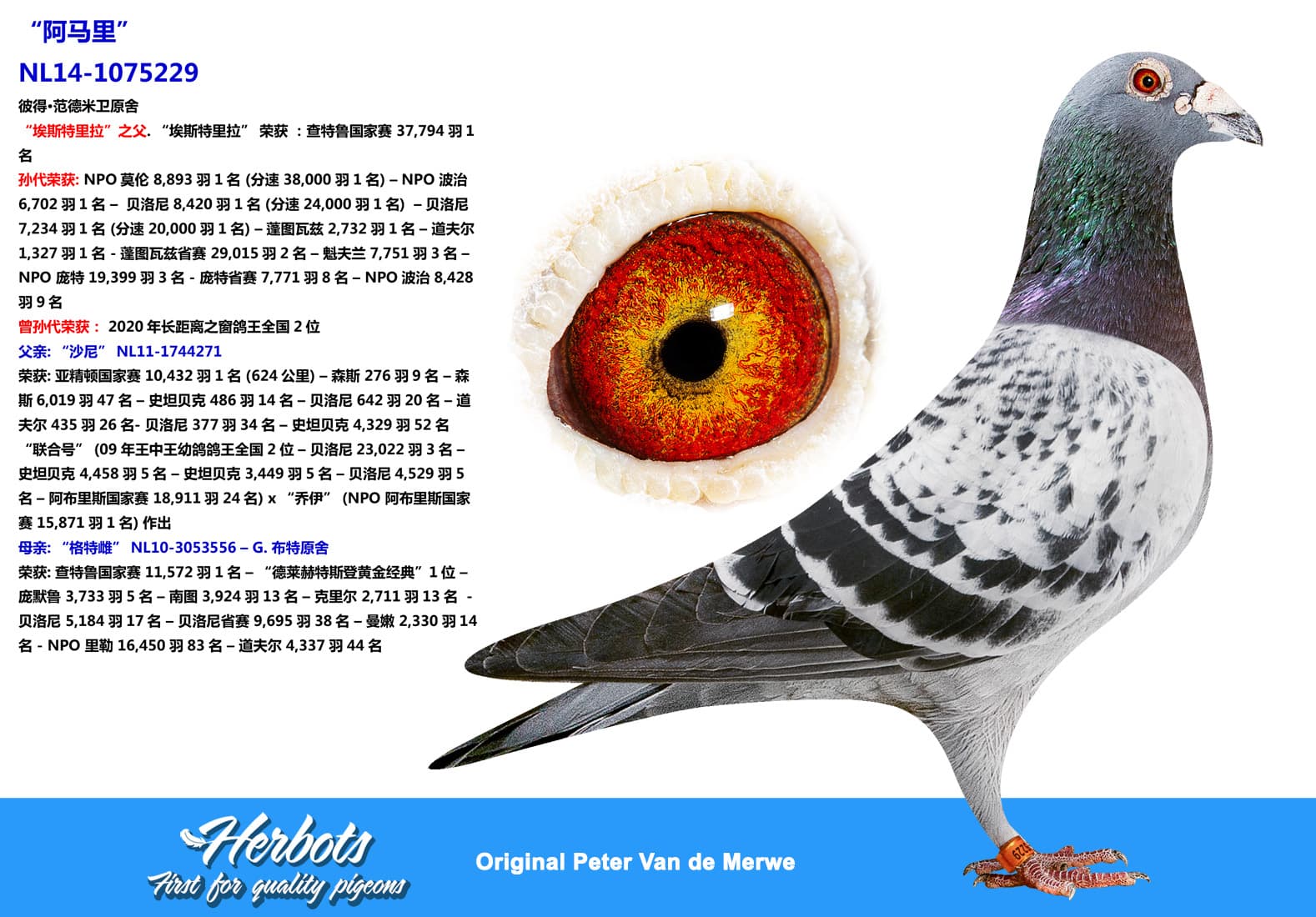 pigeon: undefined