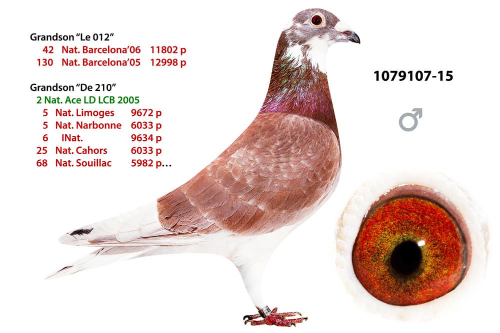 pigeon: Henry 107