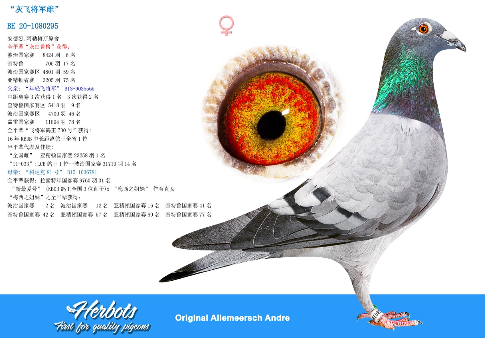 pigeon: undefined