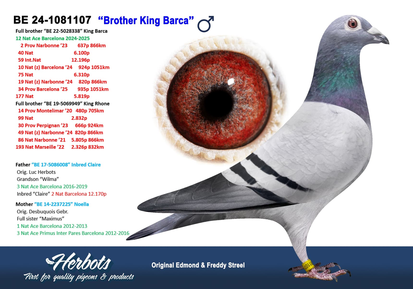 pigeon: undefined