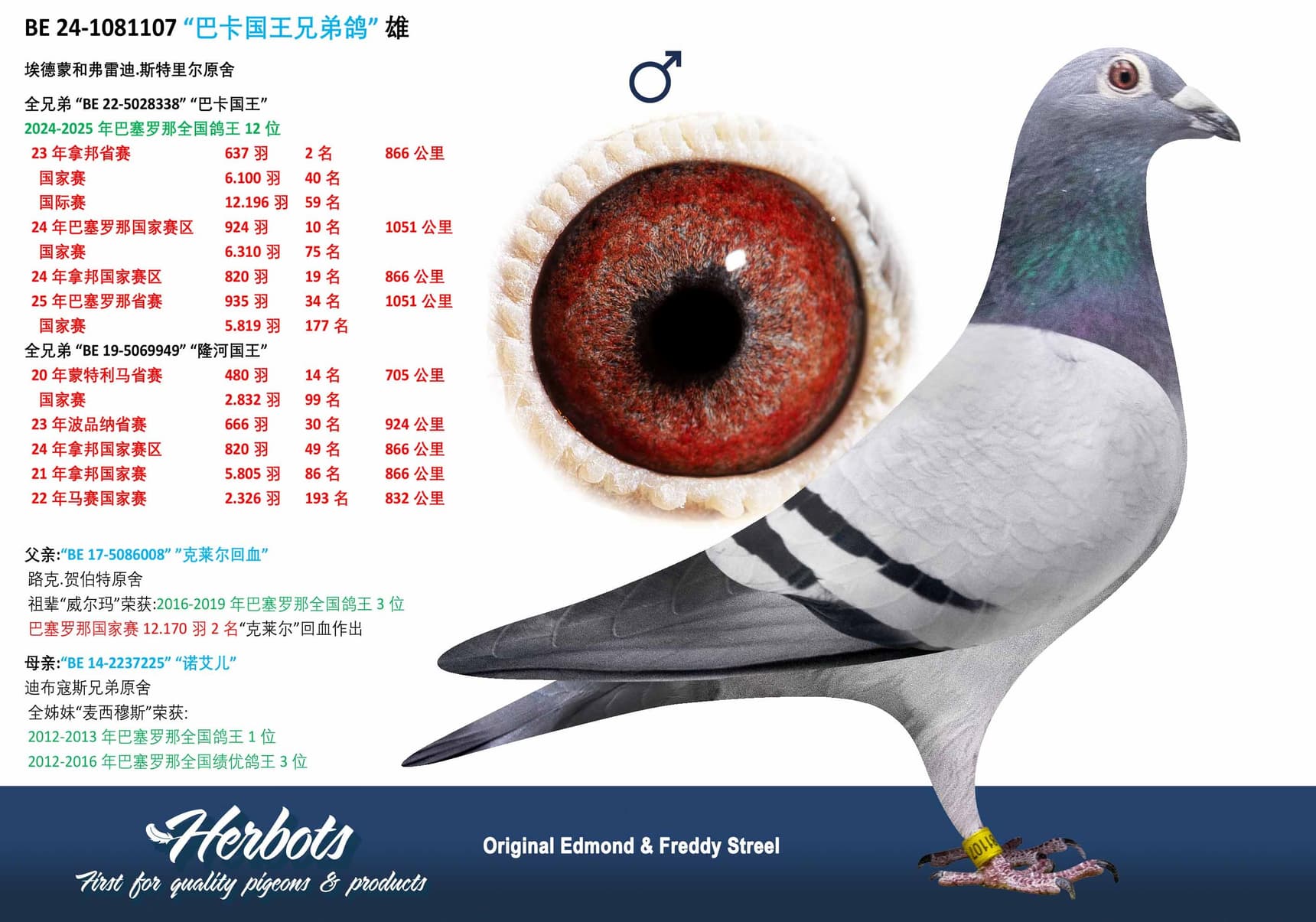 pigeon: undefined