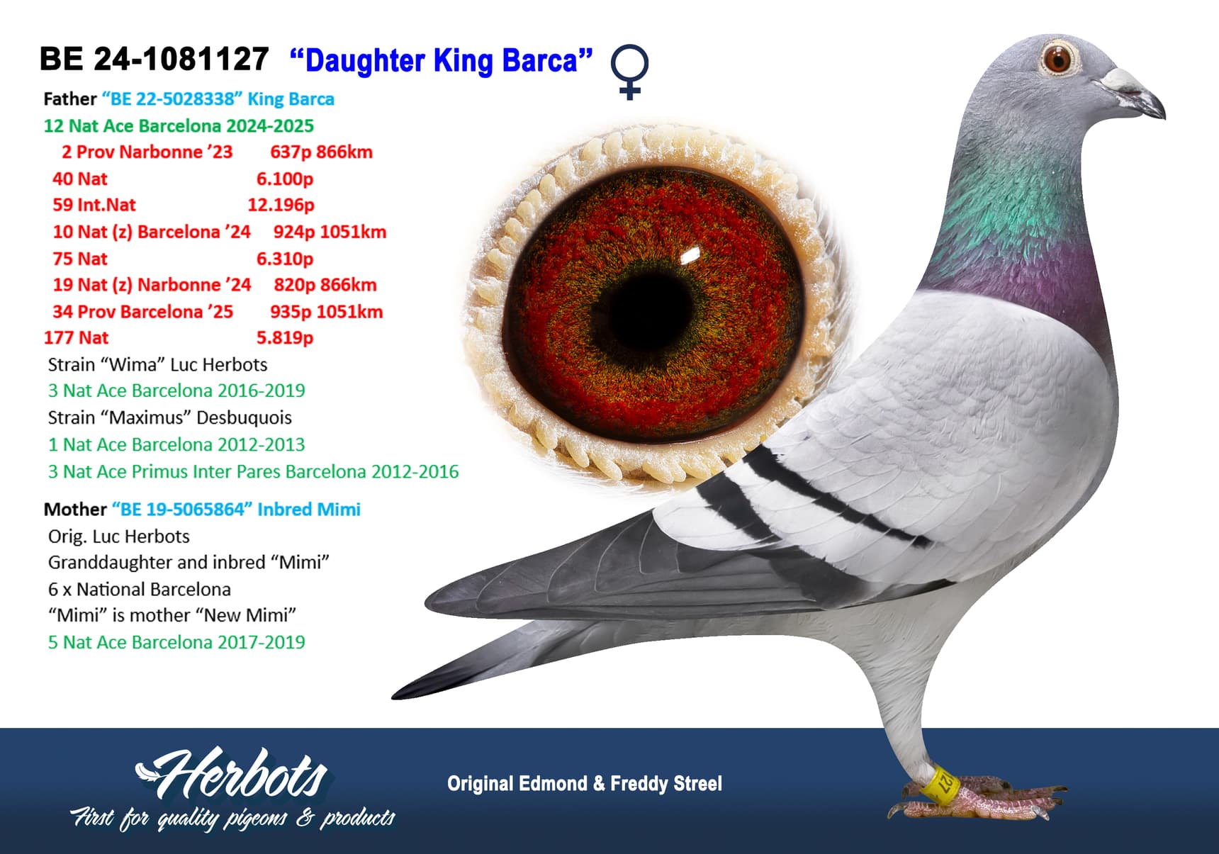 pigeon: undefined