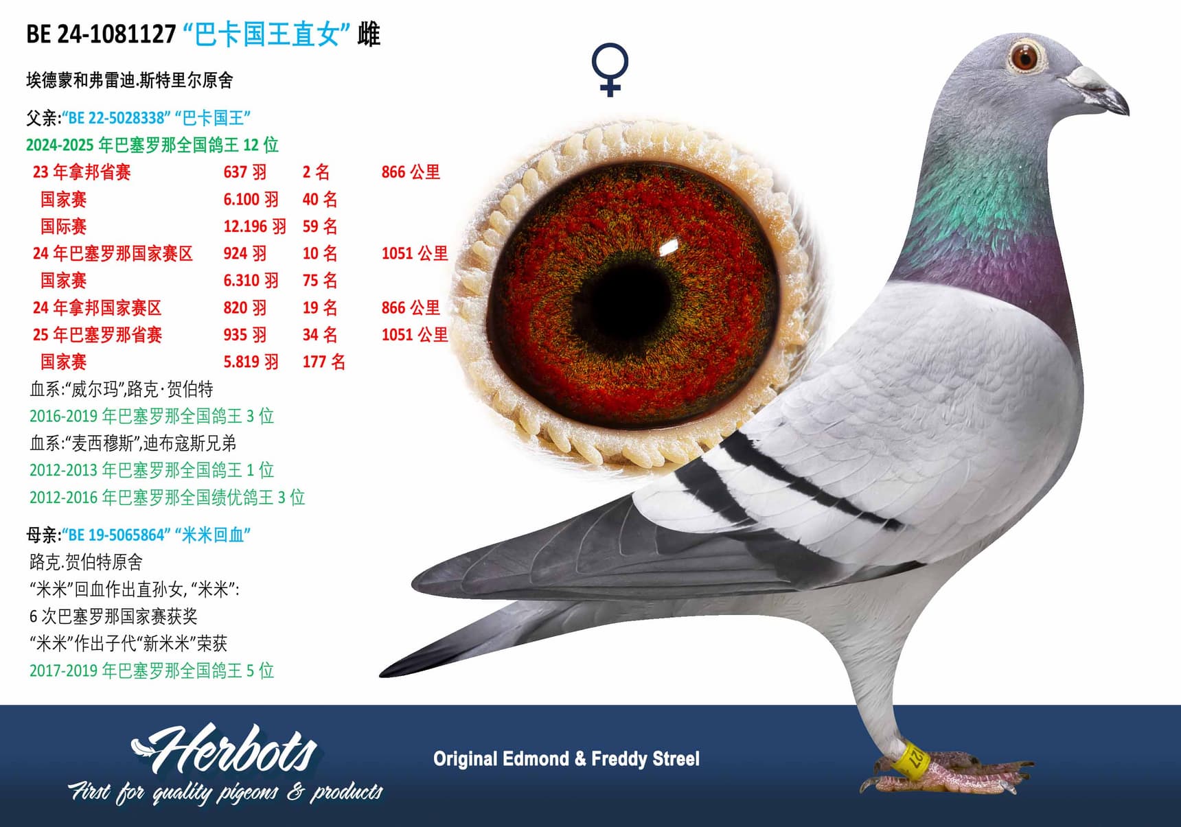 pigeon: undefined