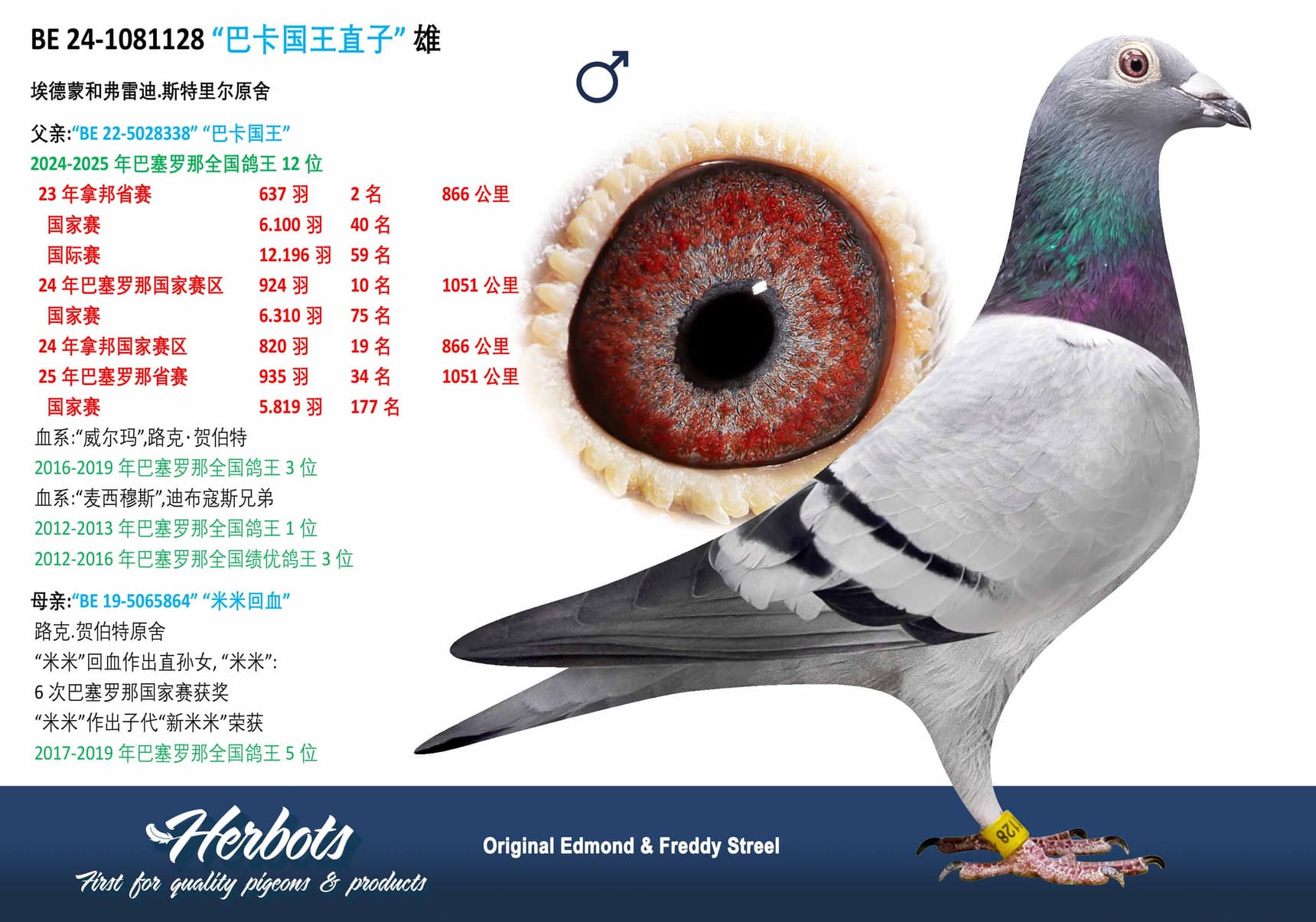 pigeon: undefined