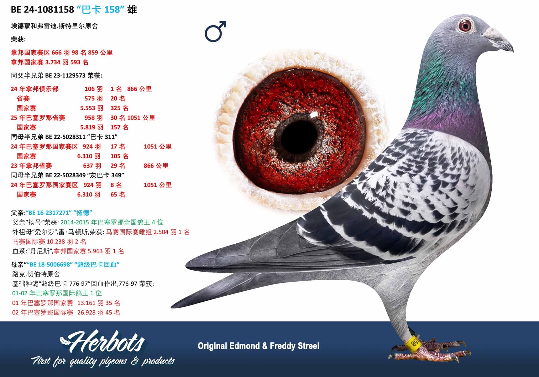 pigeon: undefined