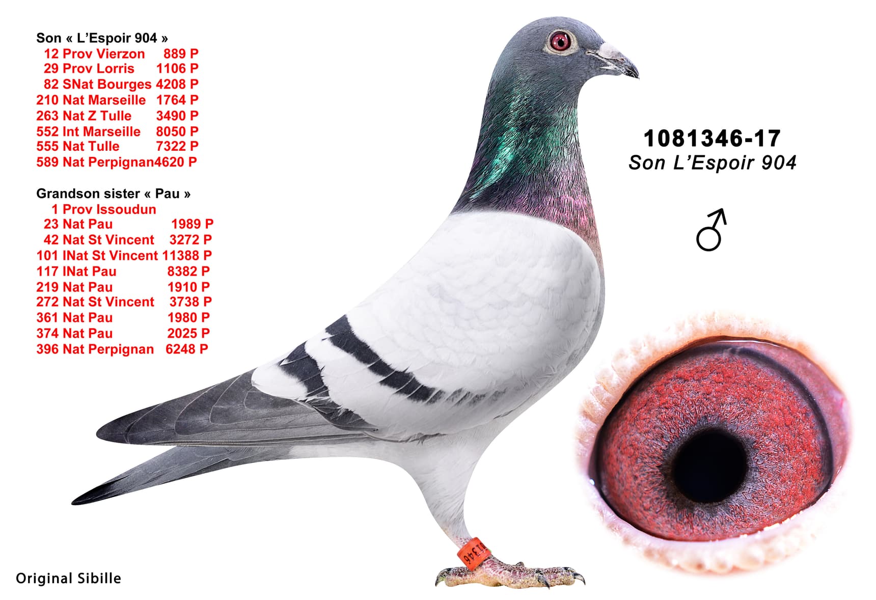 pigeon: undefined