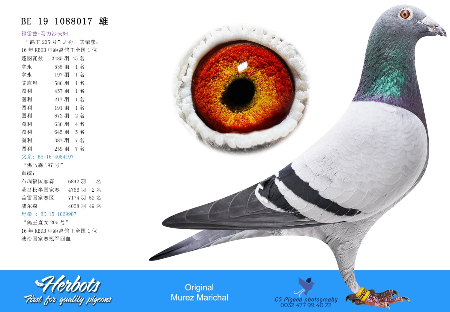 pigeon: undefined