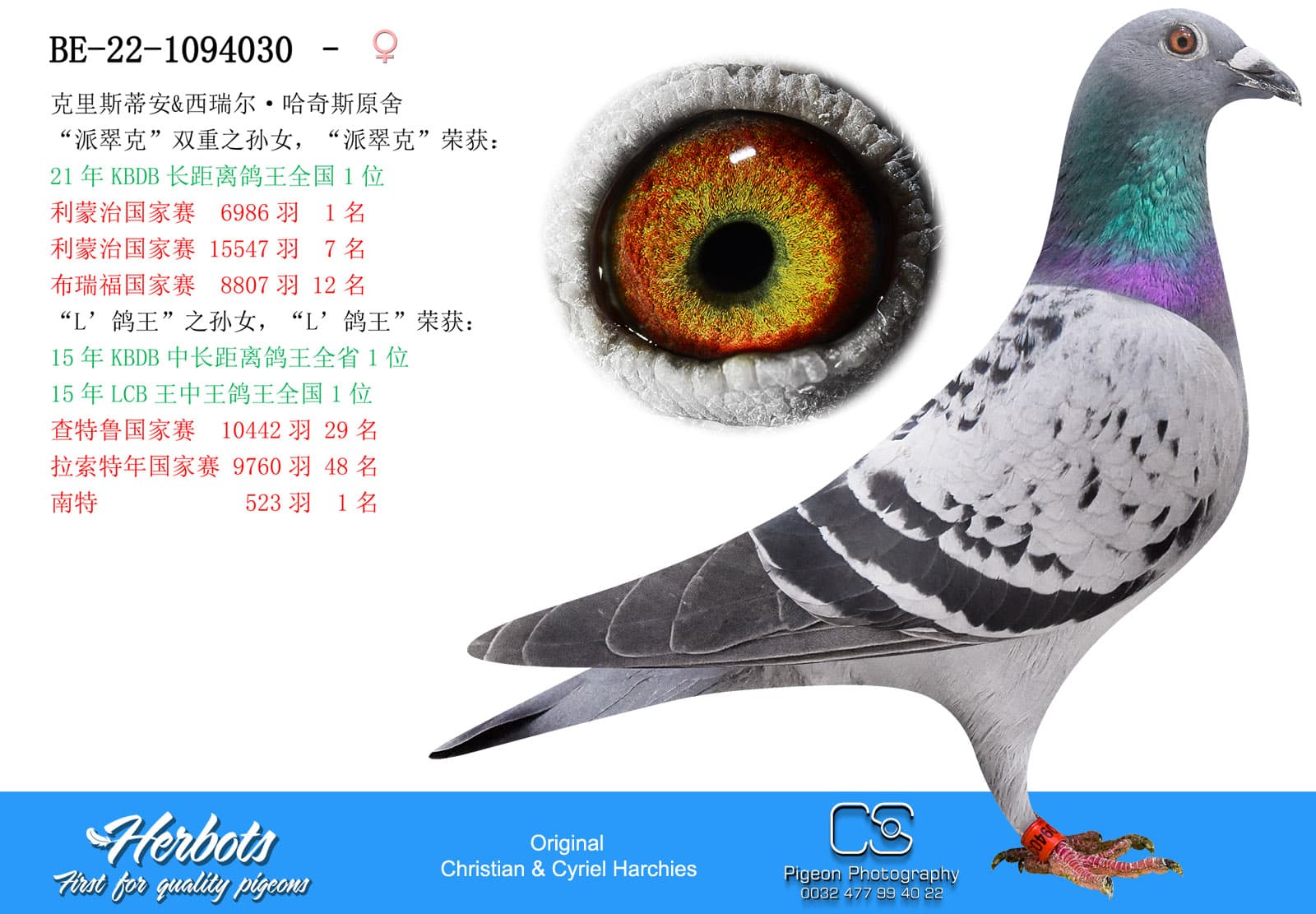 pigeon: Double granddaughter Patrick