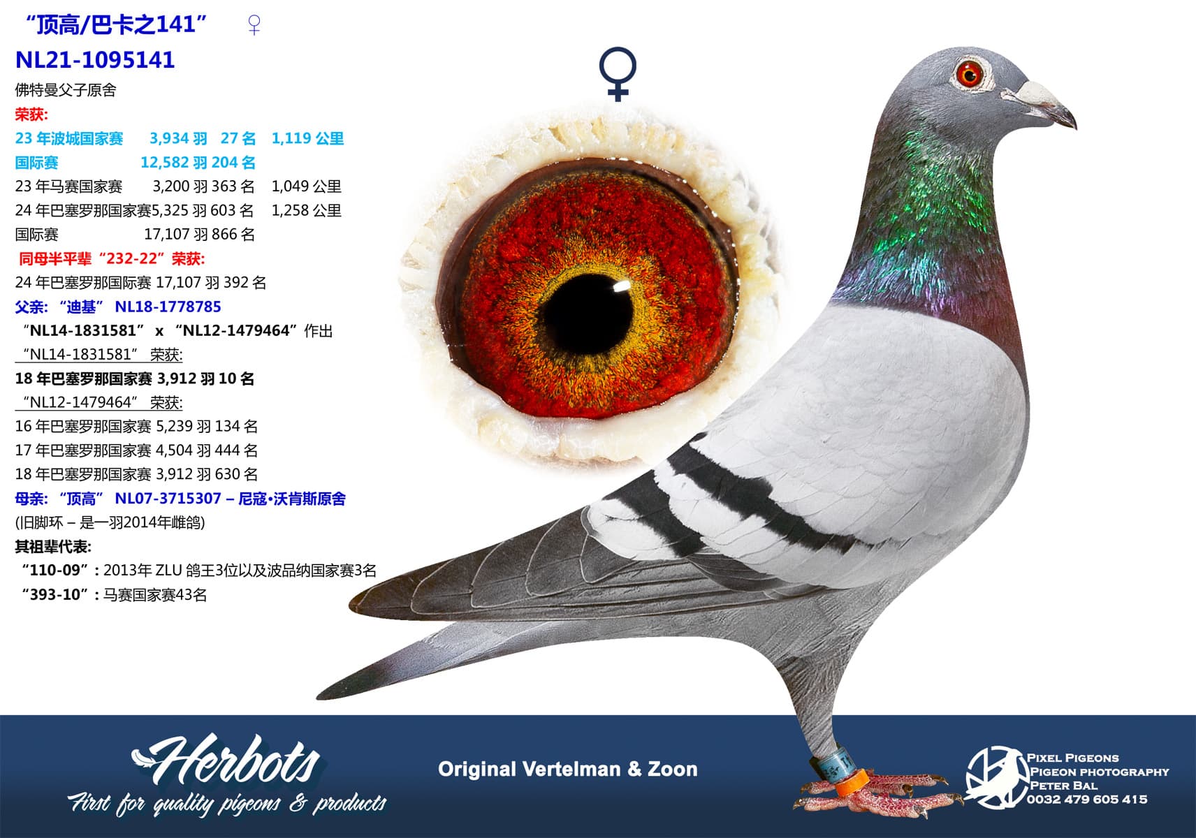 pigeon: undefined