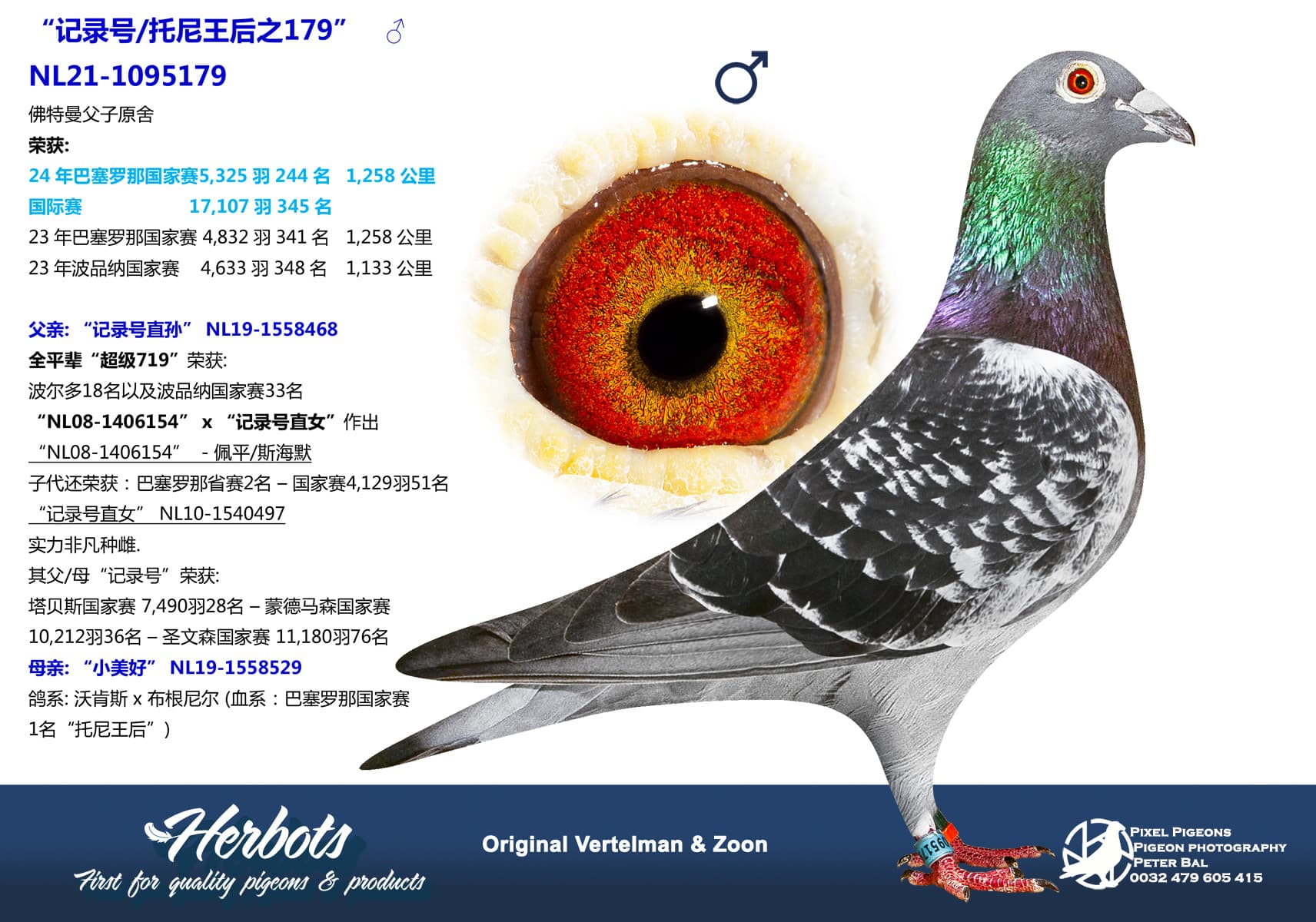 pigeon: “记录号/托尼王后之179”