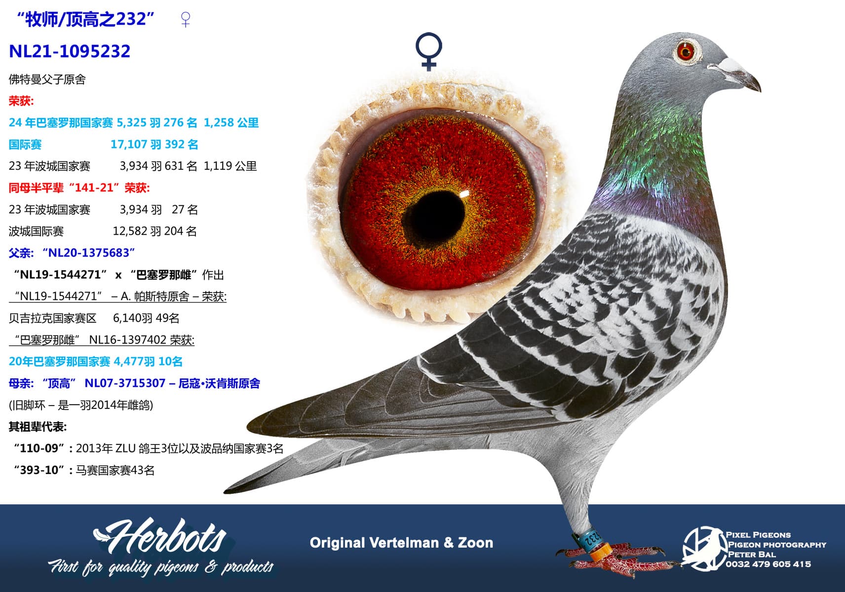 pigeon: undefined