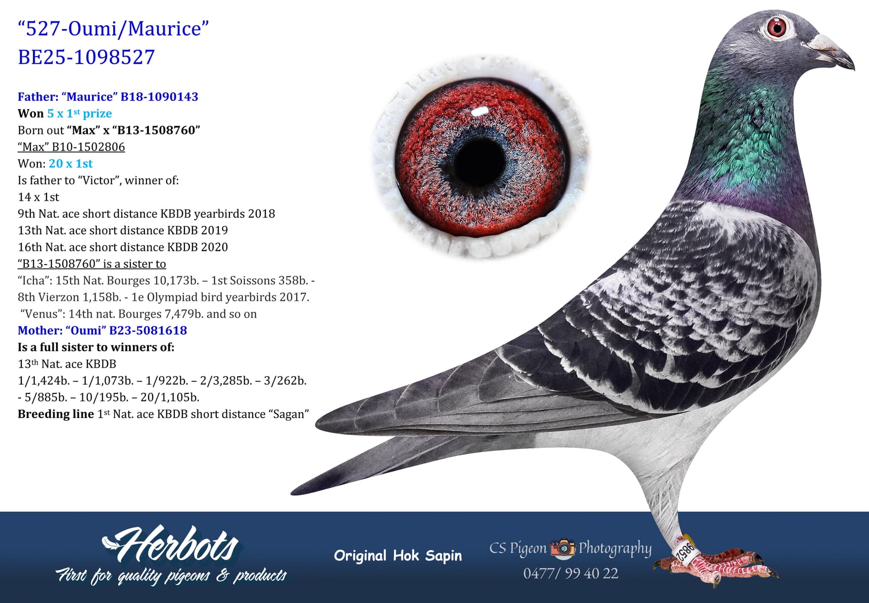 pigeon: undefined