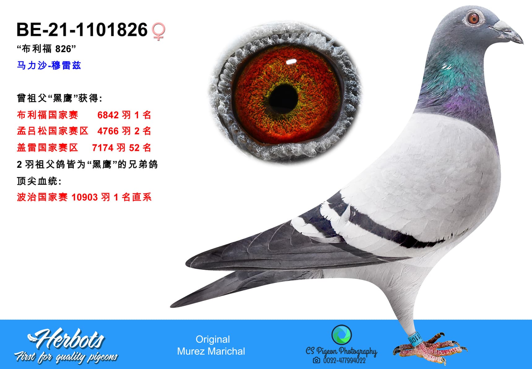 pigeon: undefined