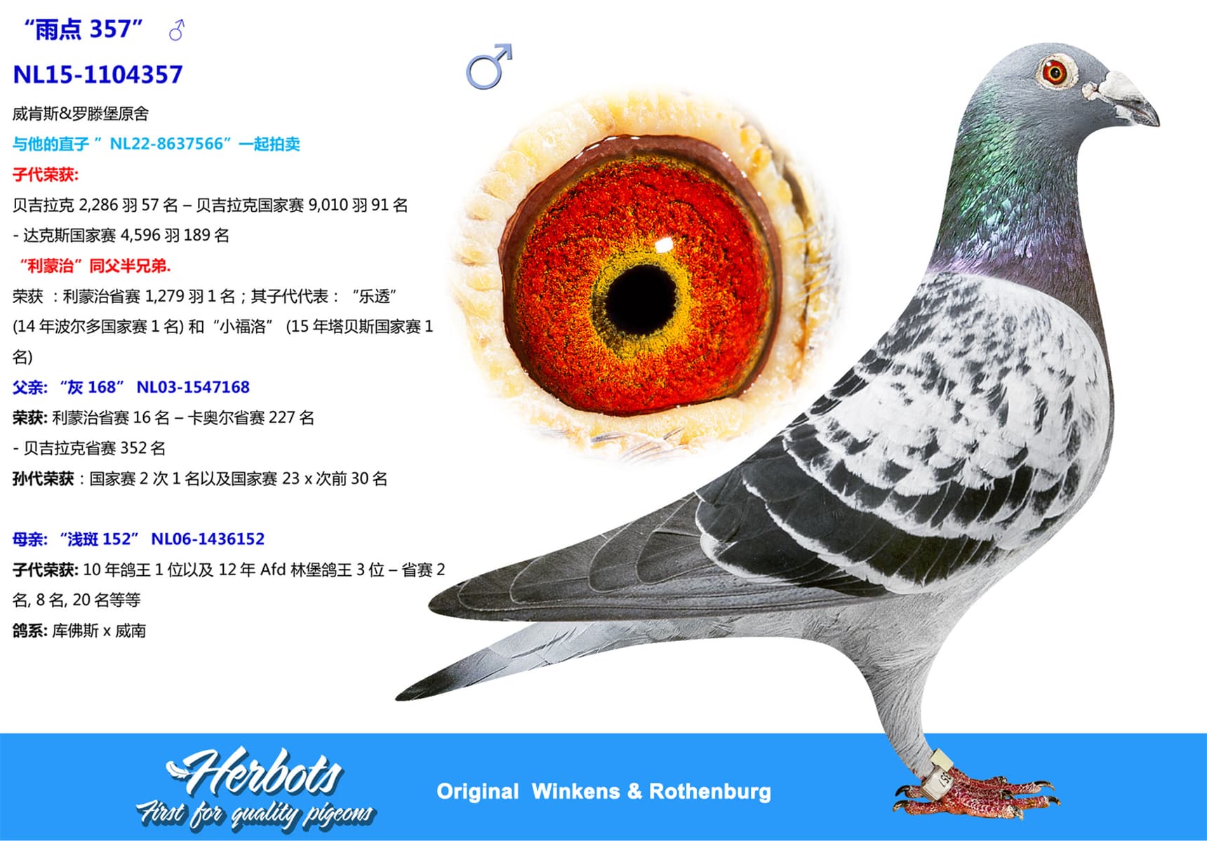 pigeon: undefined
