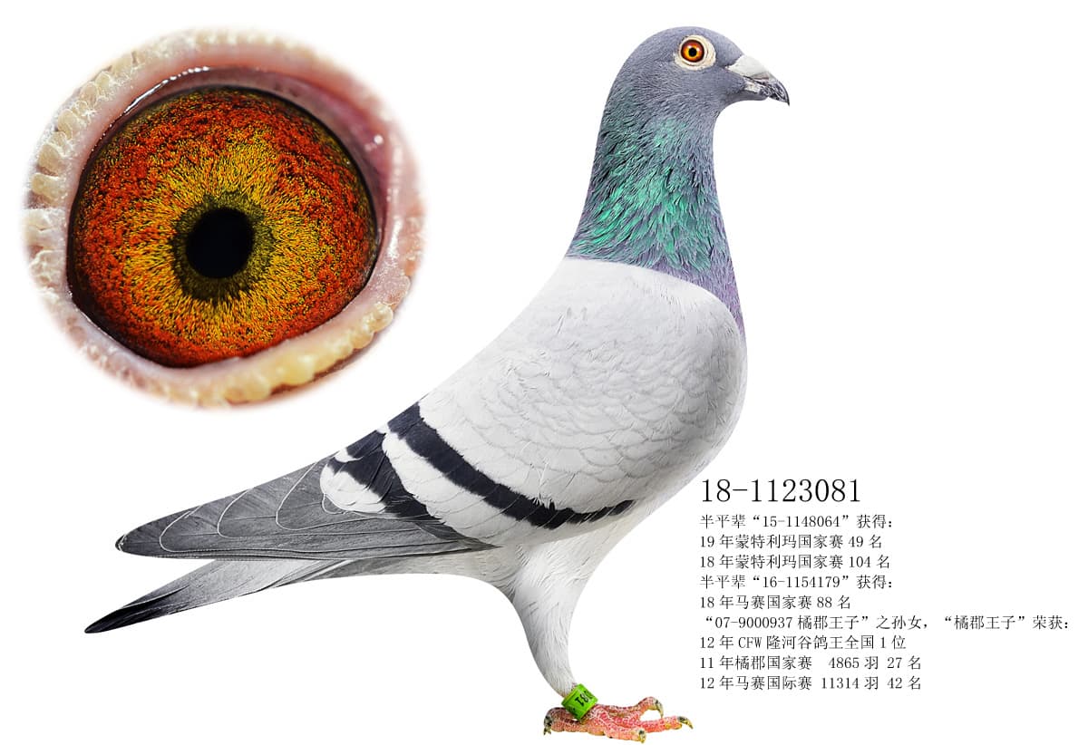 pigeon: undefined