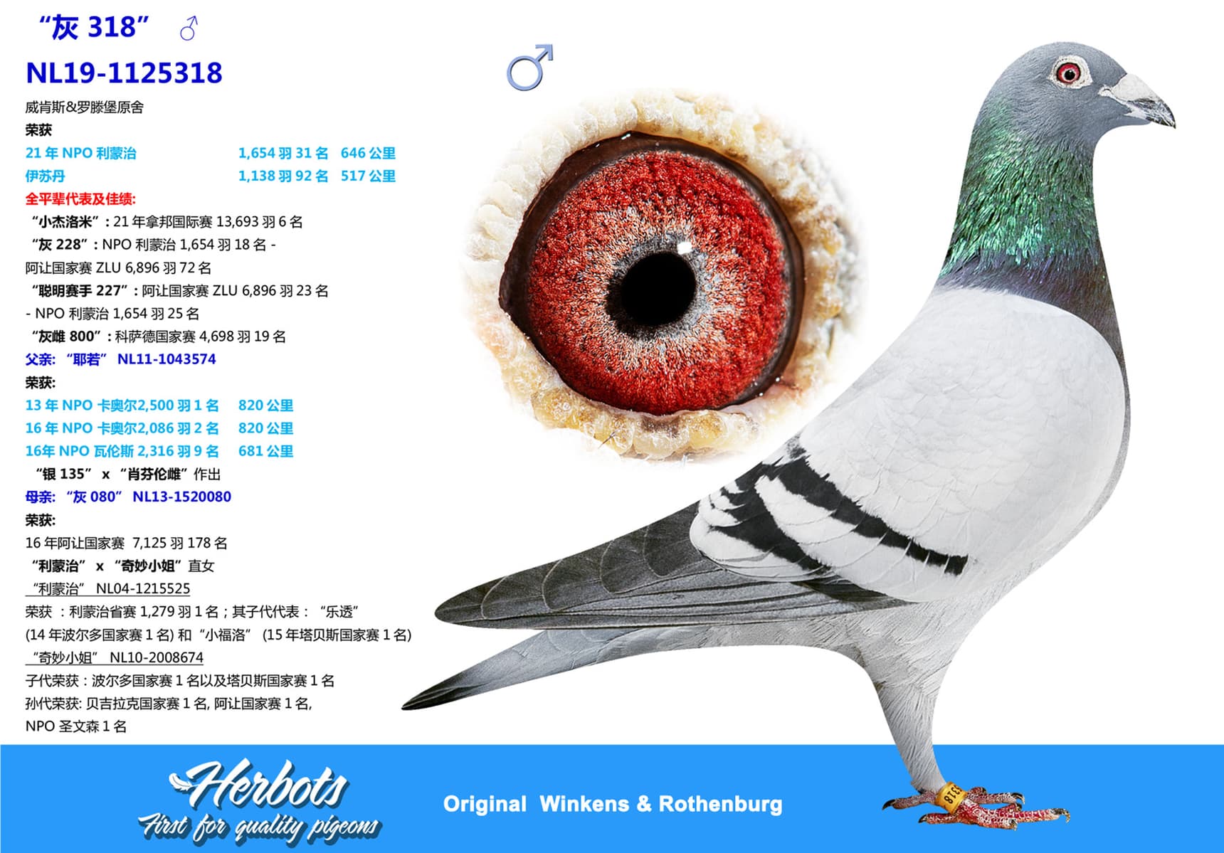 pigeon: “灰 318”